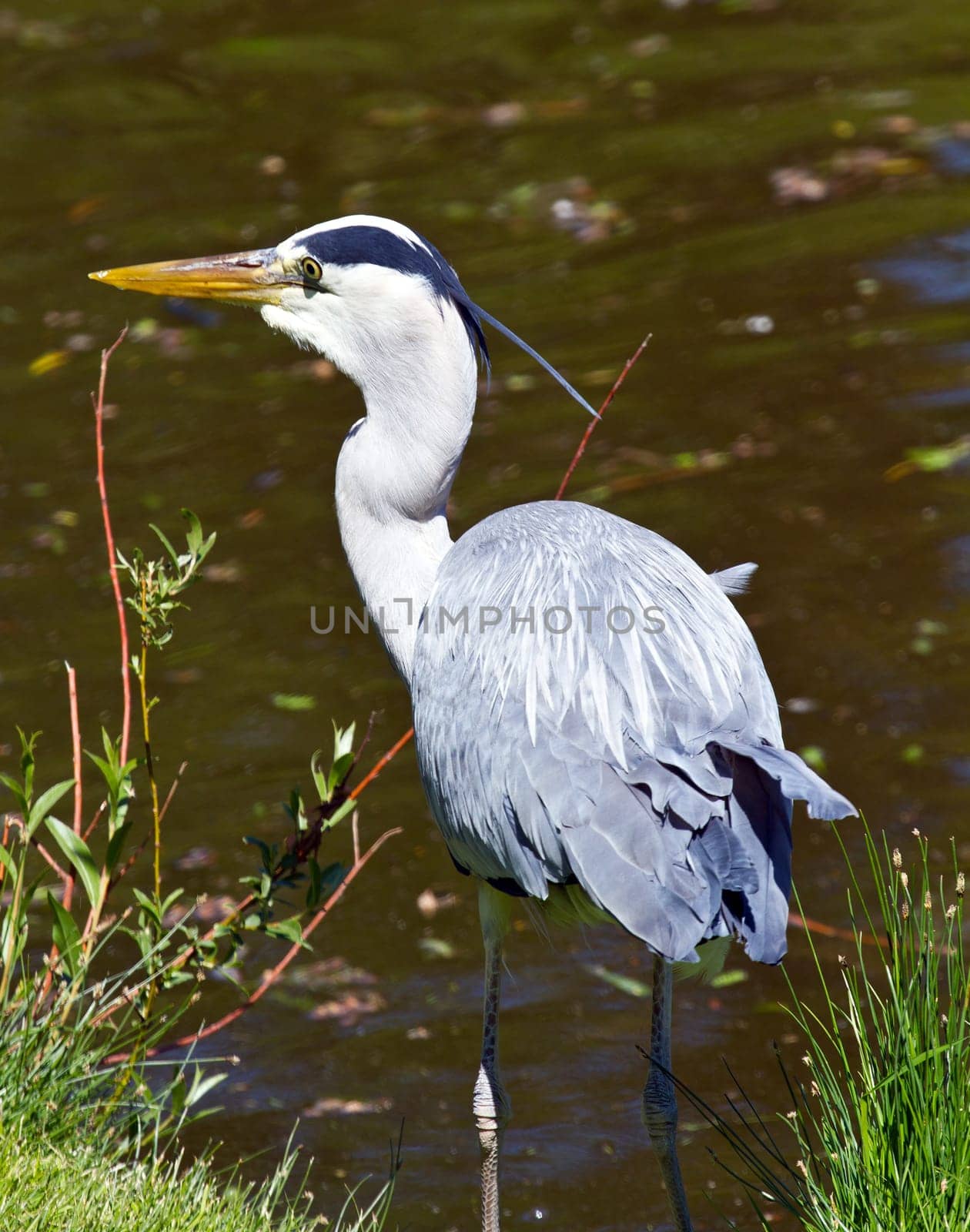 great blue heron, ardea herodias
