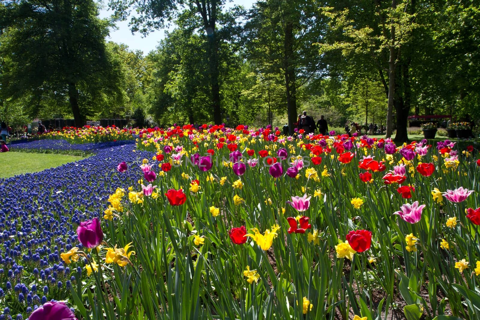 Colorful Tulips in Keukenhof Garden