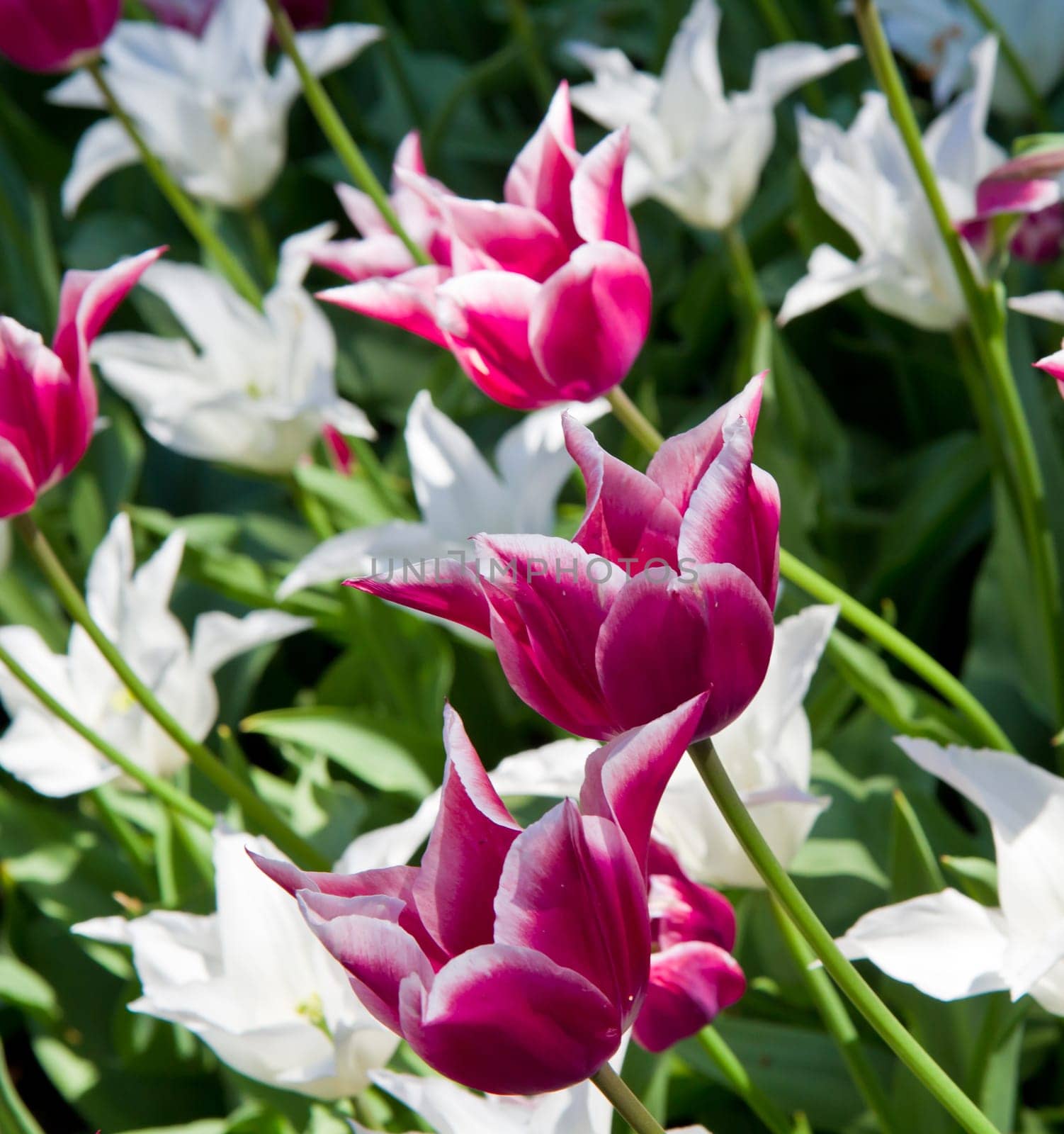 Colorful Tulips in Keukenhof Garden