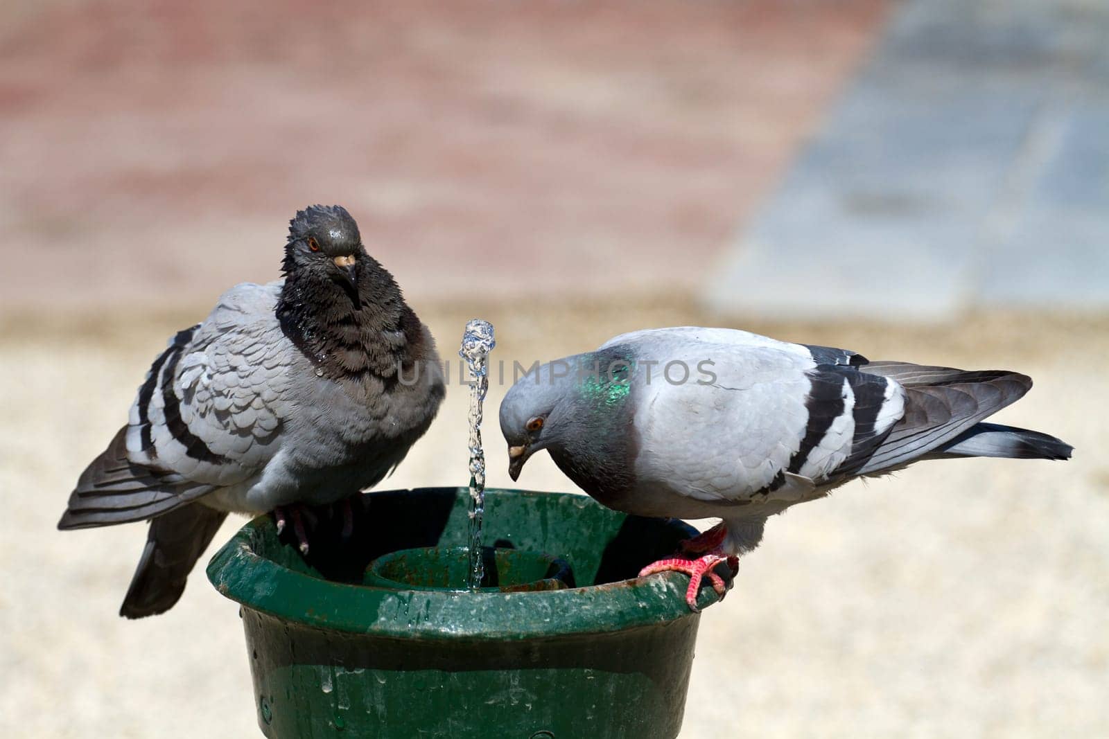 pigeon in amsterdam near the water
