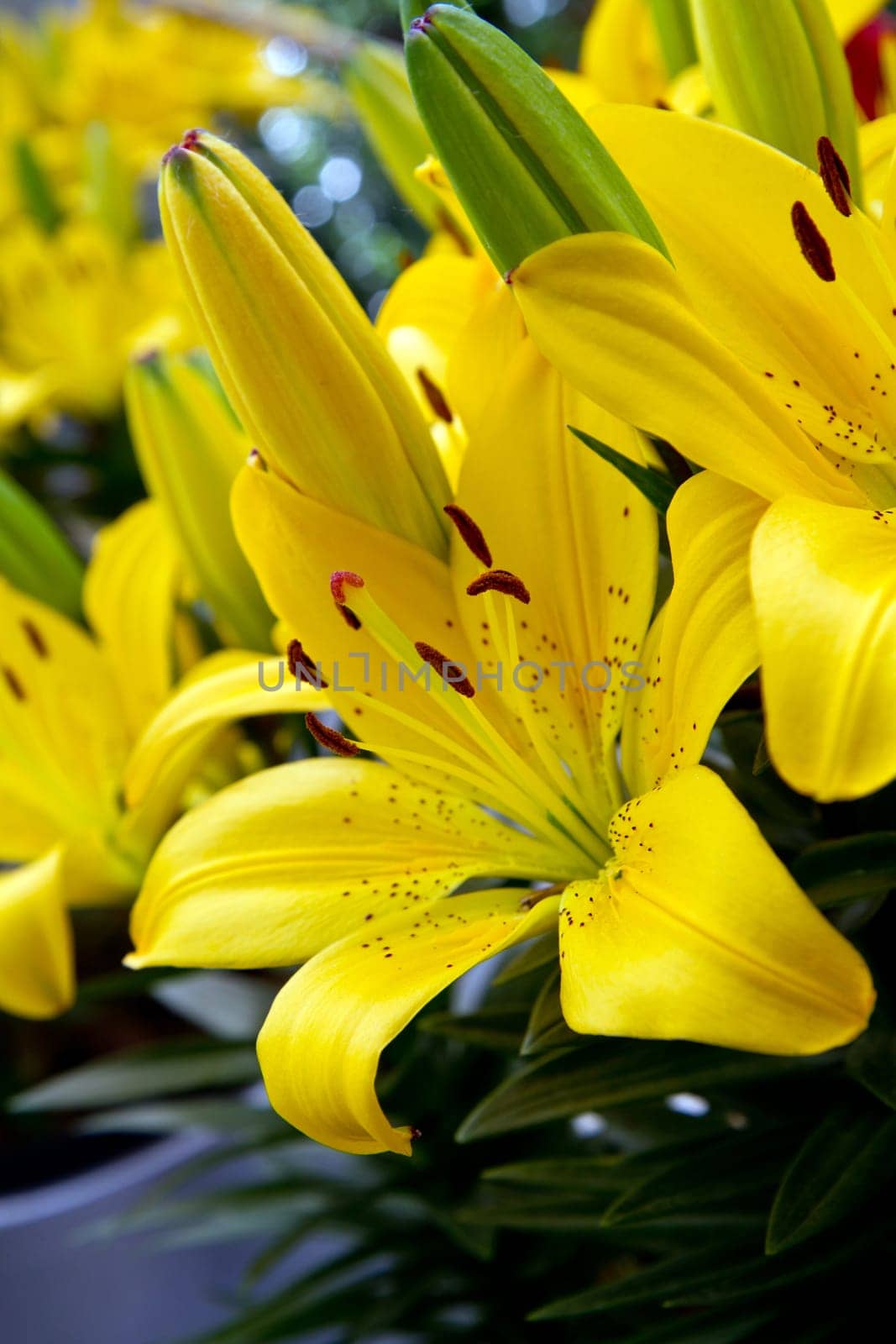 Bouquet of fresh colored lilies