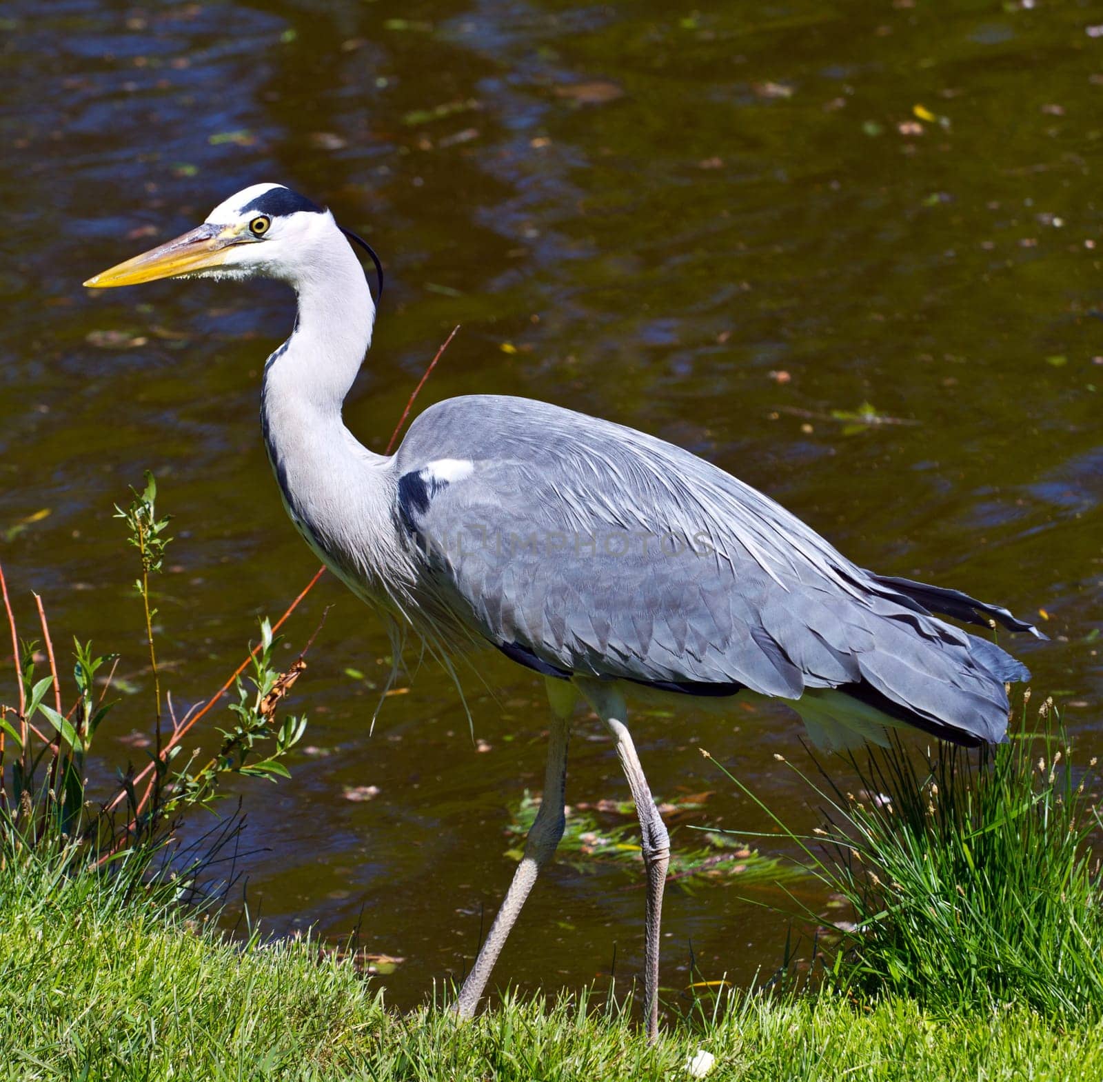 great blue heron, ardea herodias