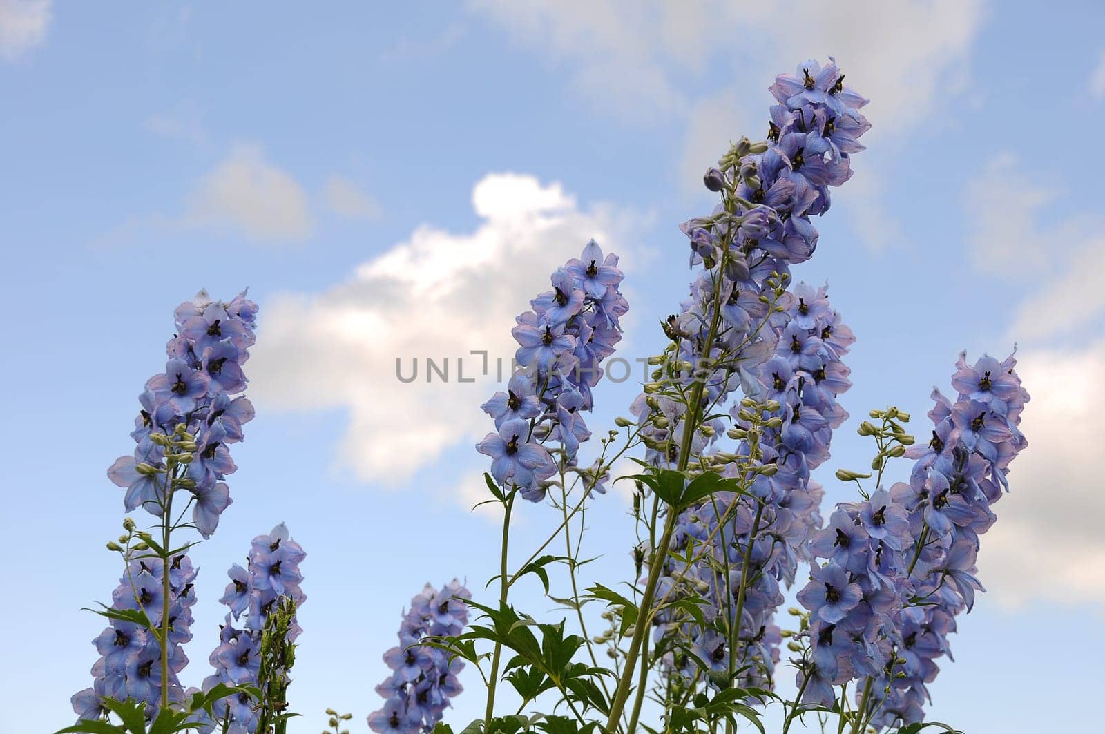 Larkspur