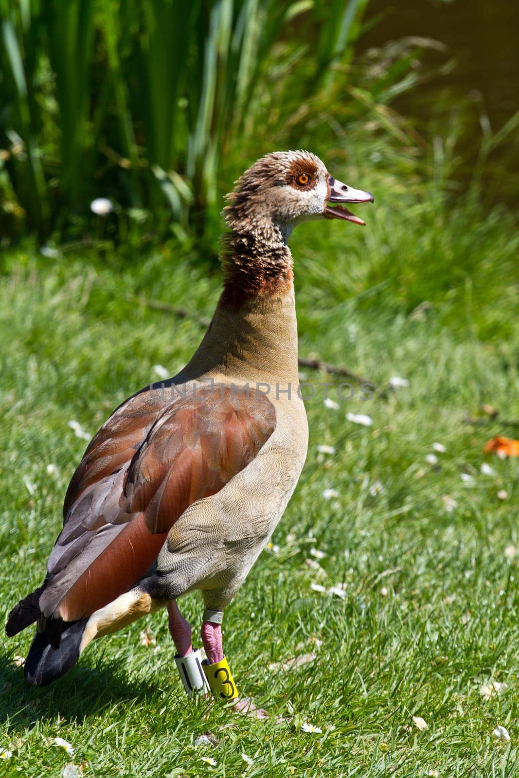 mallard duck on the grass