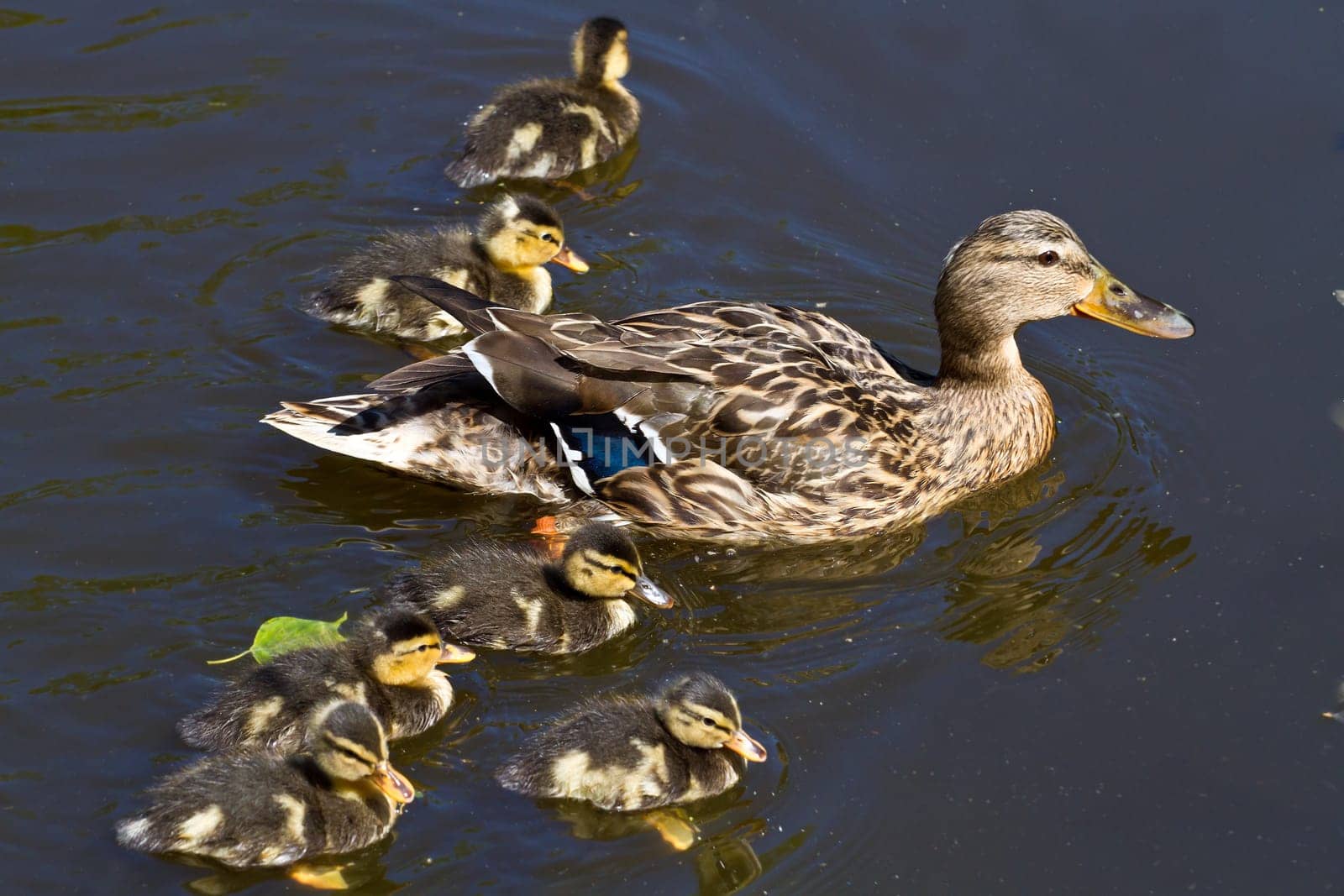 mallard duck and baby ducklings