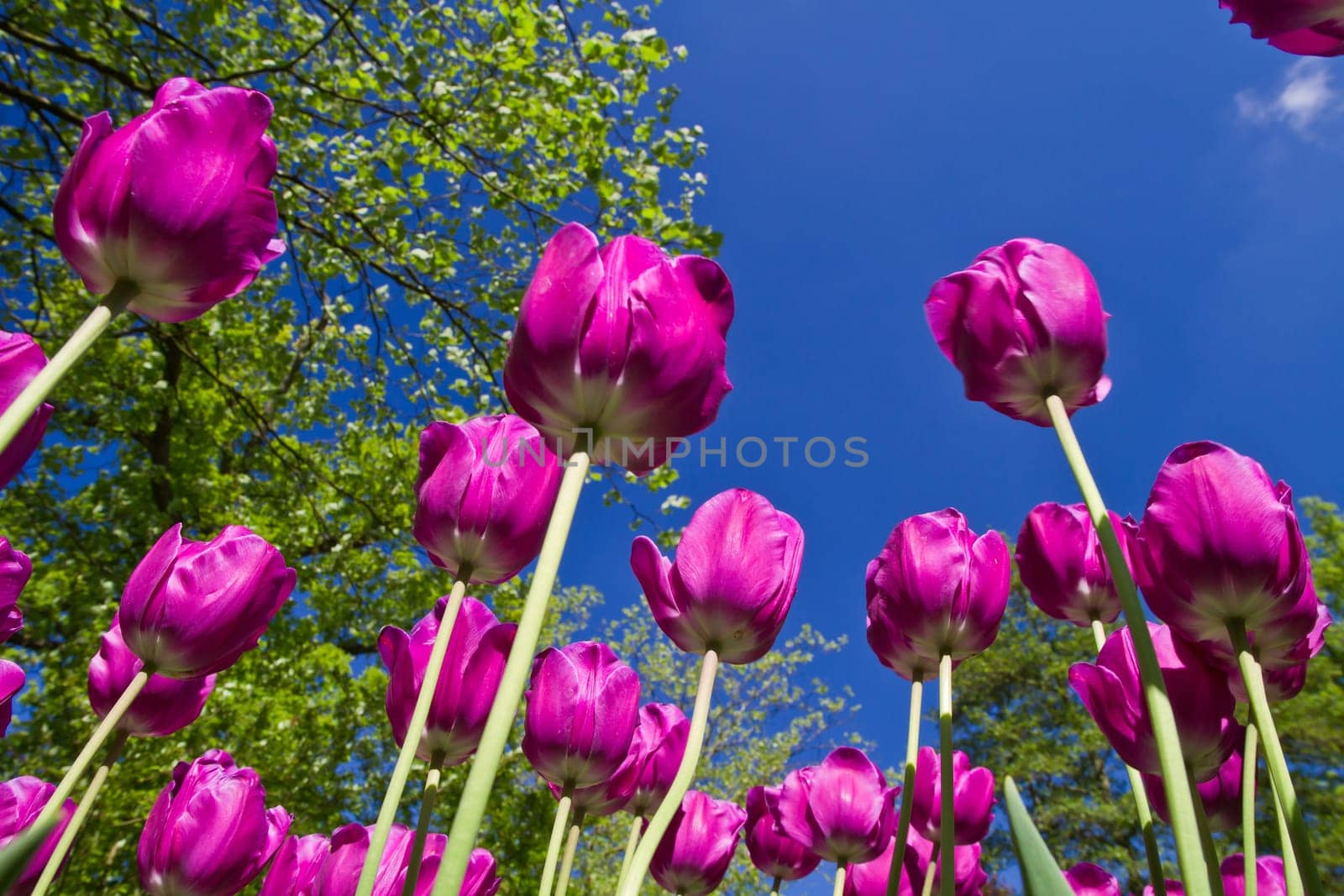 Colorful Tulips in Keukenhof Garden