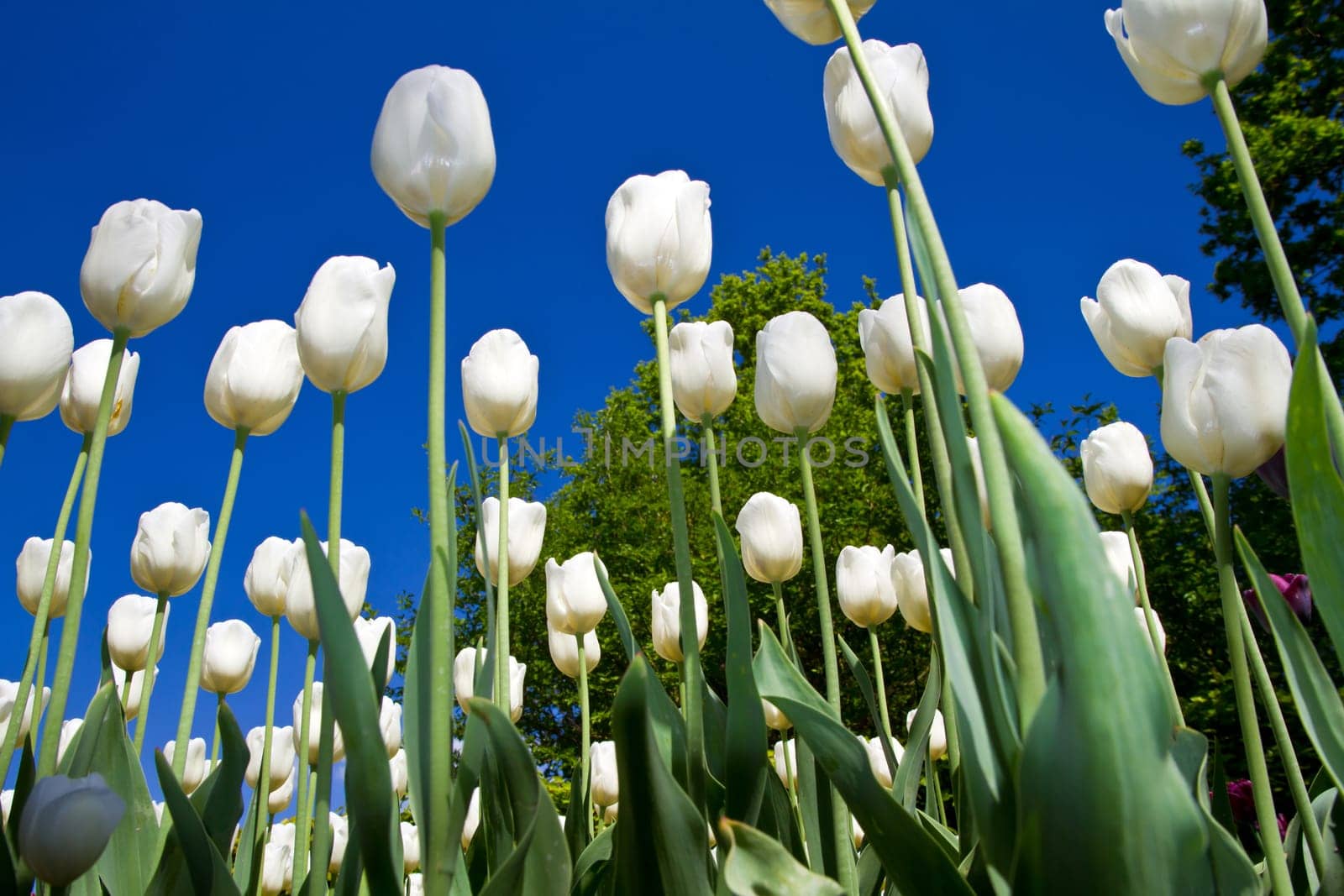 a group of colored tulip in holland