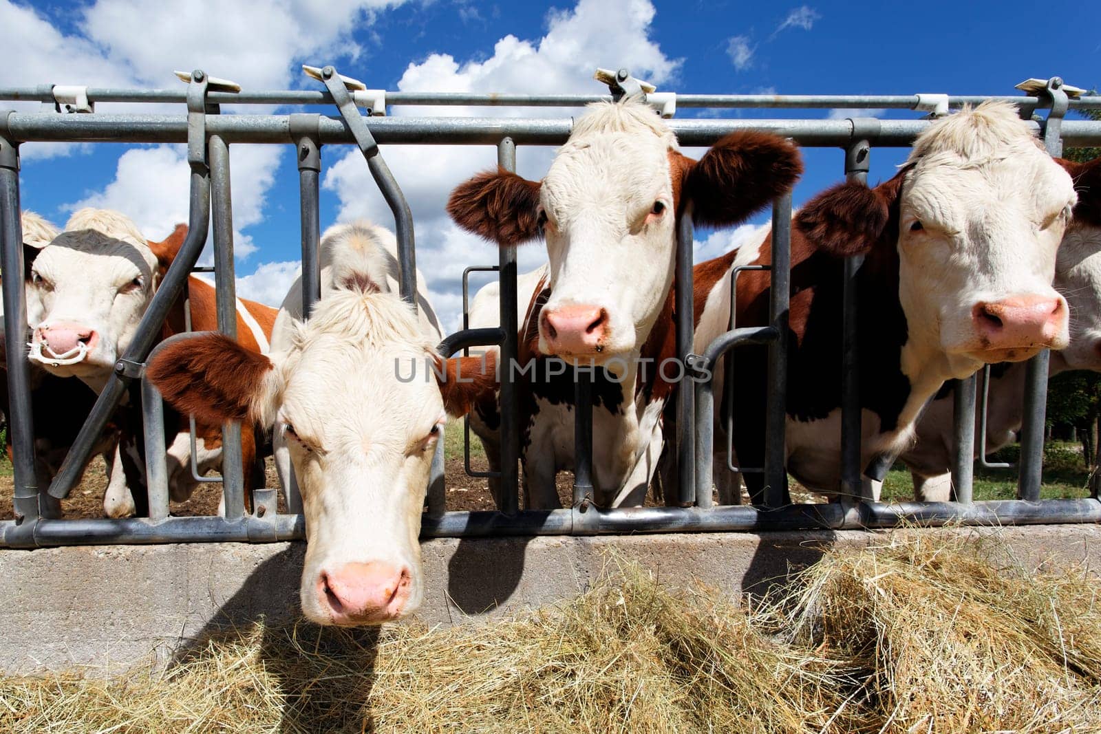 heads of cow in farmland in summer