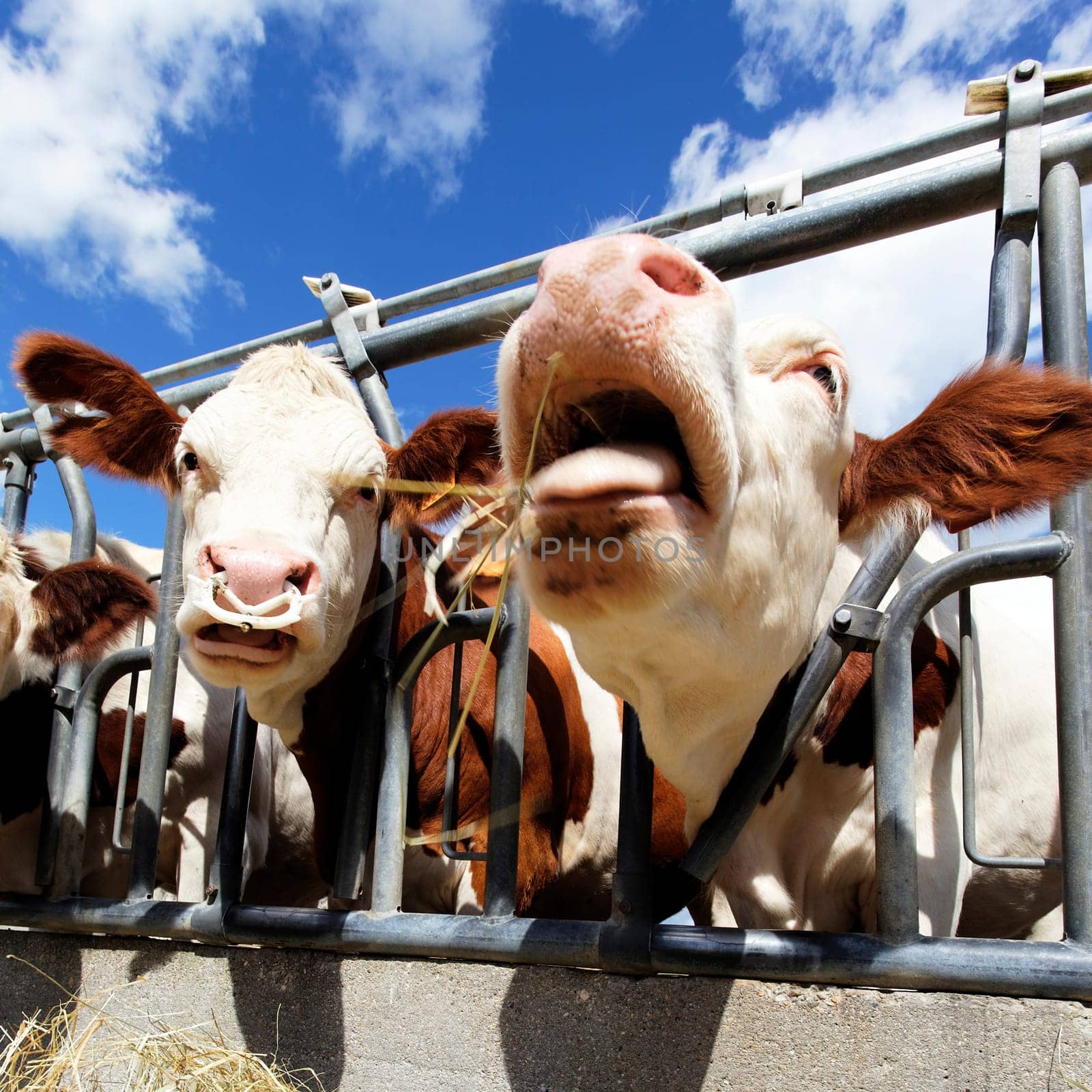 heads of cow in farmland in summer