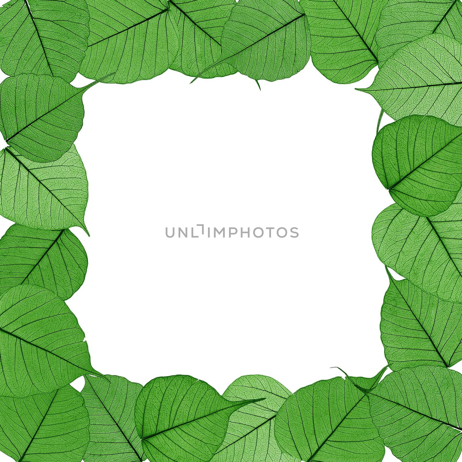 Skeletal leaves on white background - frame . Clipping path included.