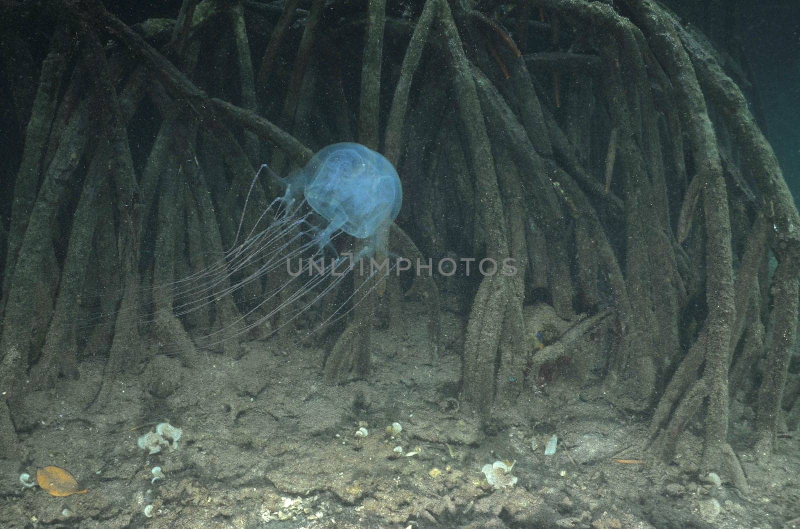 In the mangroves