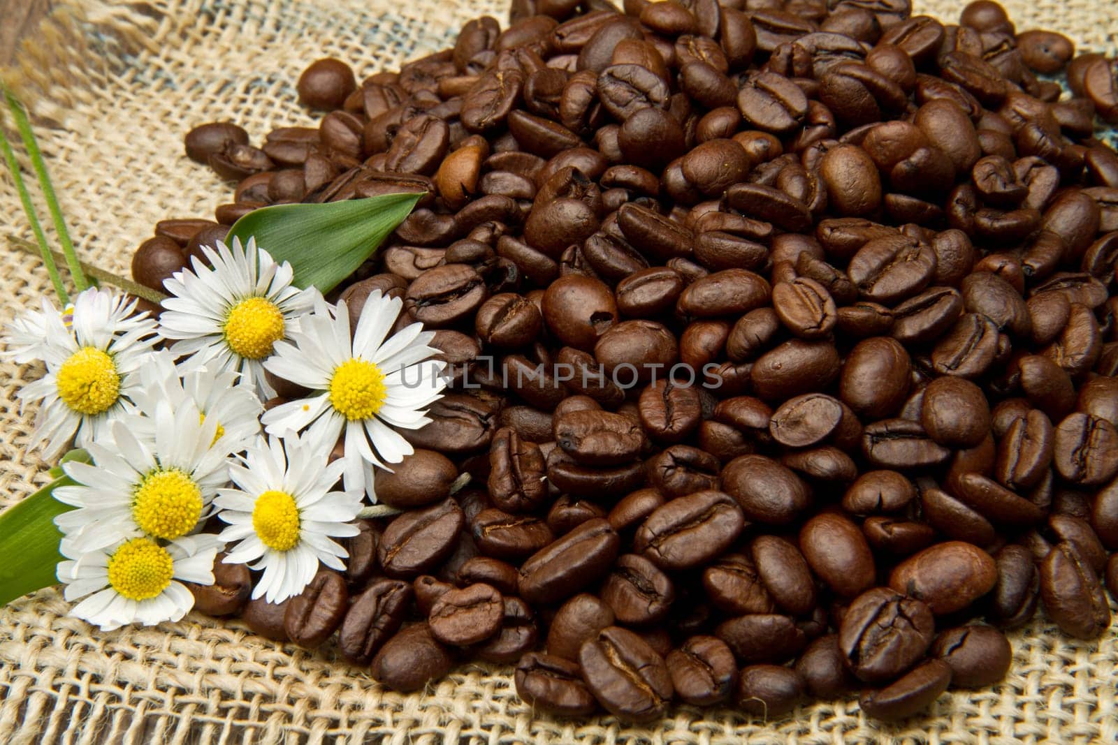 Studio Shot of Coffee Beans