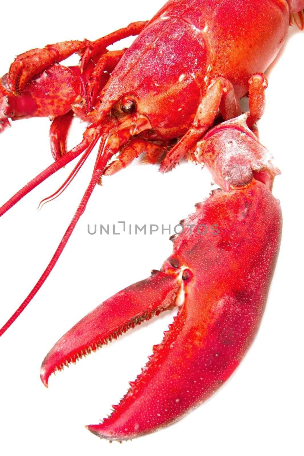 Red lobster isolated on white background