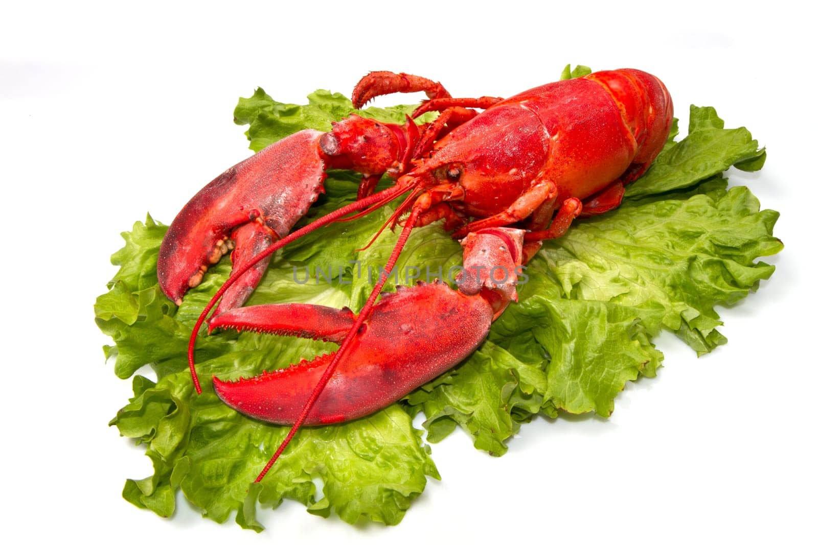 Red lobster on fresh salad isolated on white background