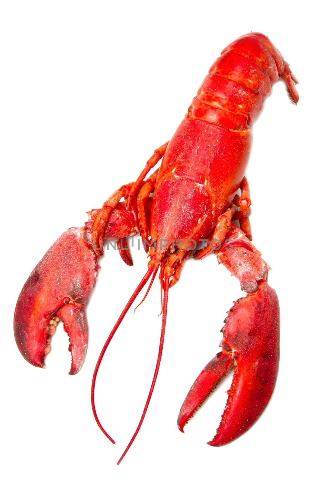 Red lobster isolated on white background