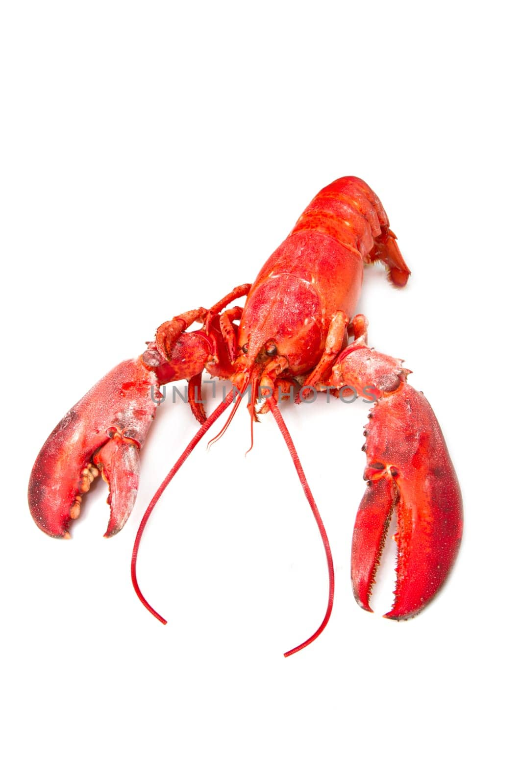 Red lobster isolated on white background