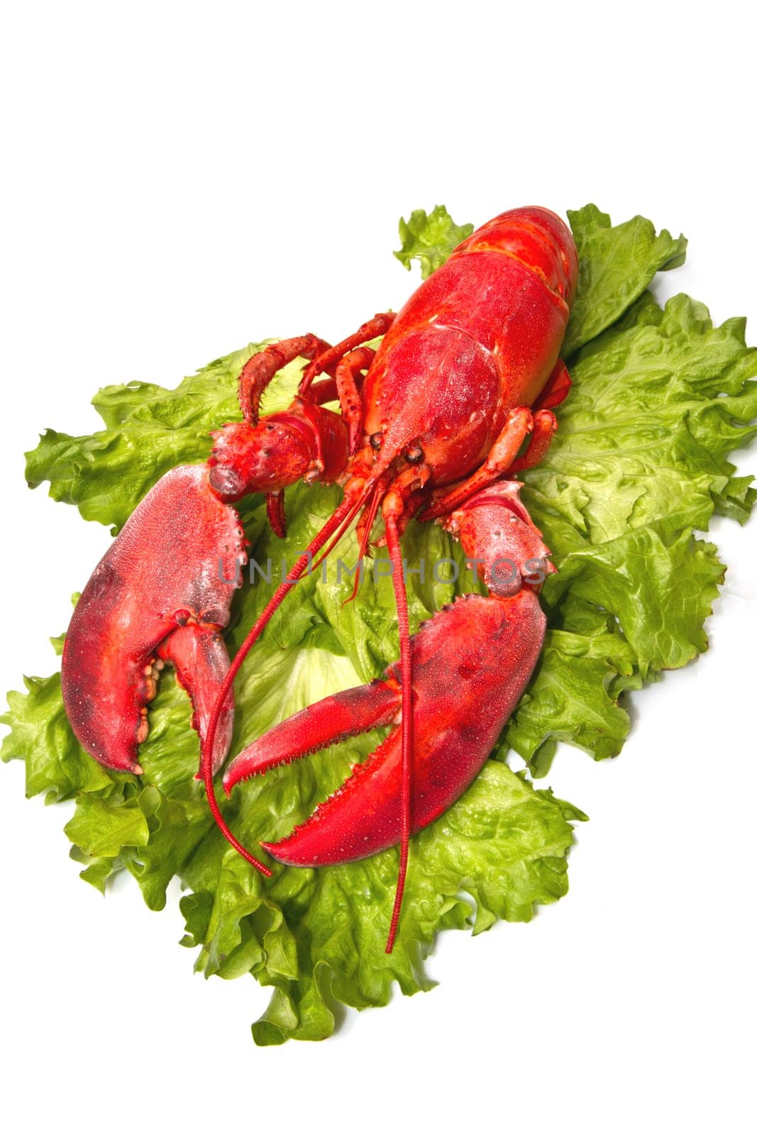 Red lobster on fresh salad isolated on white background