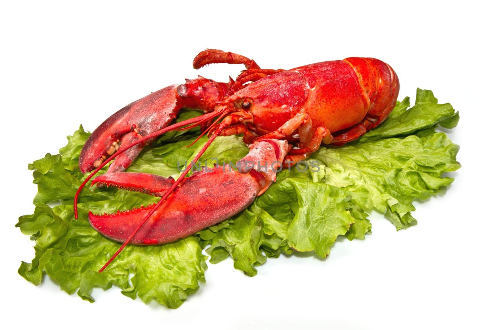 Red lobster on fresh salad isolated on white background
