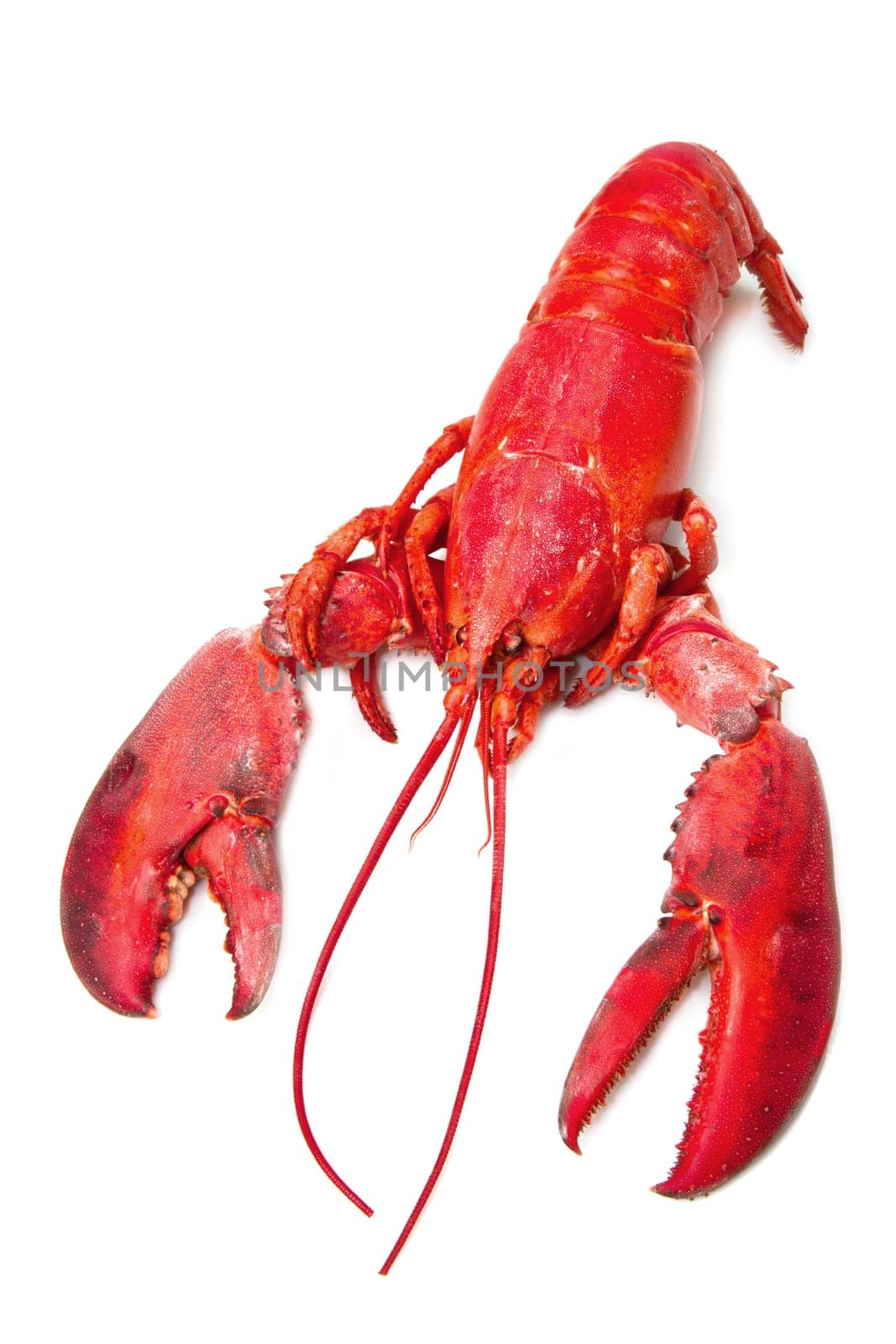 Red lobster isolated on white background
