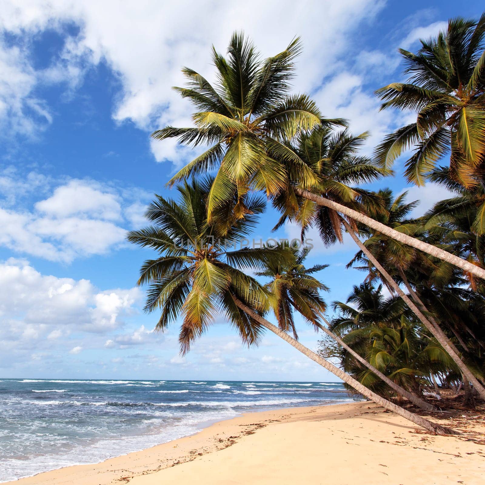 beautiful caribbean beach with palm trees in summer