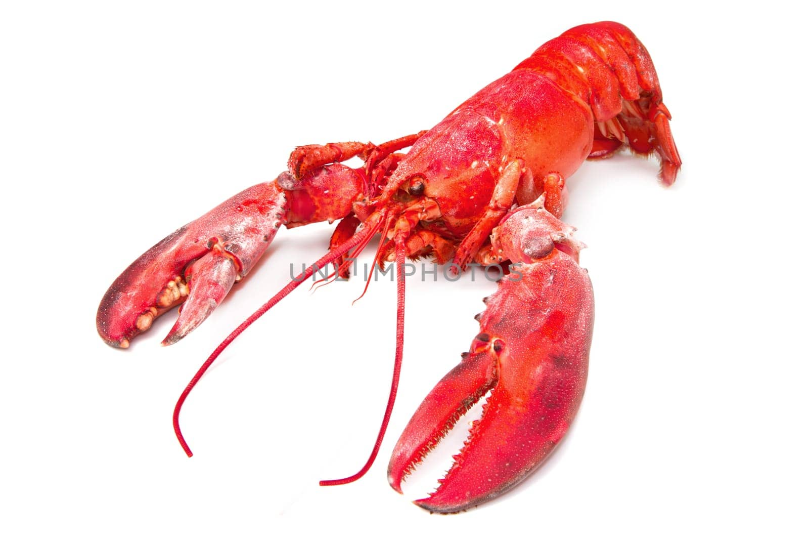 Red lobster isolated on white background