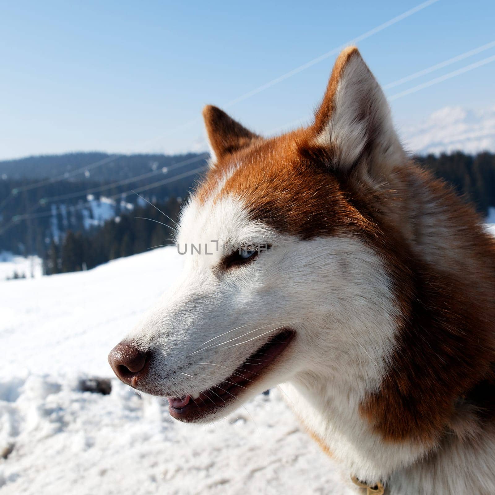 head of husky dog with blue eyes