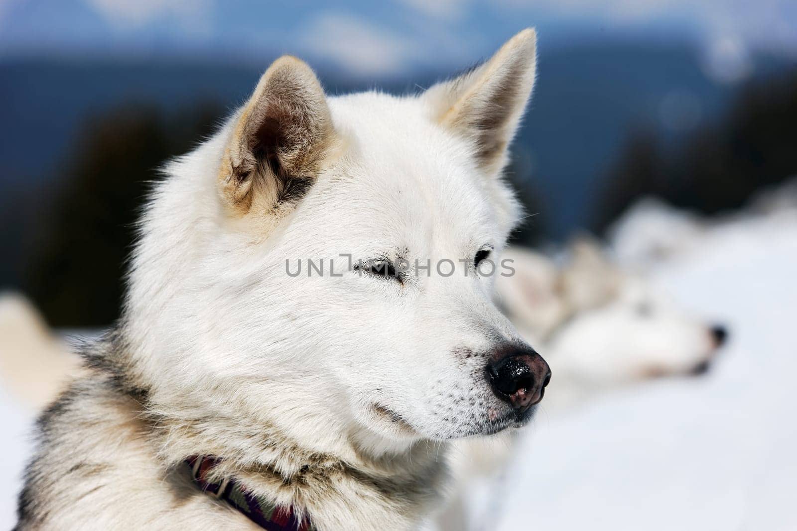 head of husky dog with blue eyes
