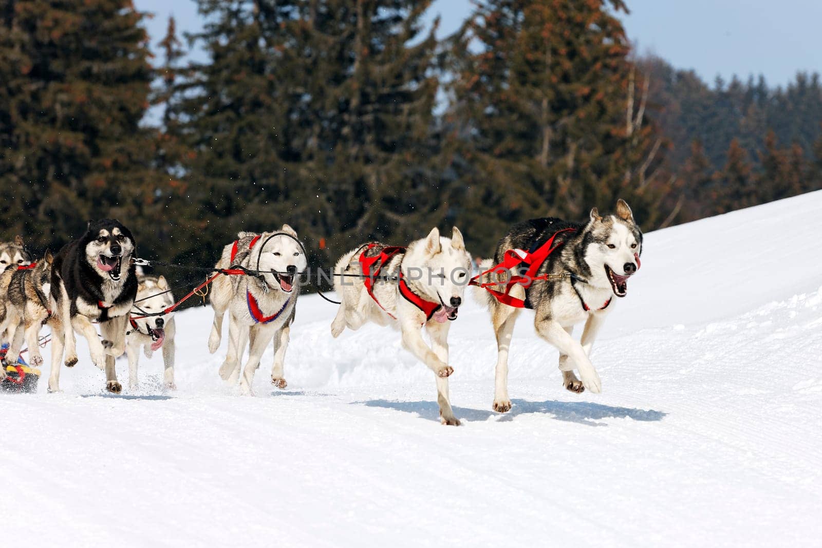 husky race on alpine mountain in winter