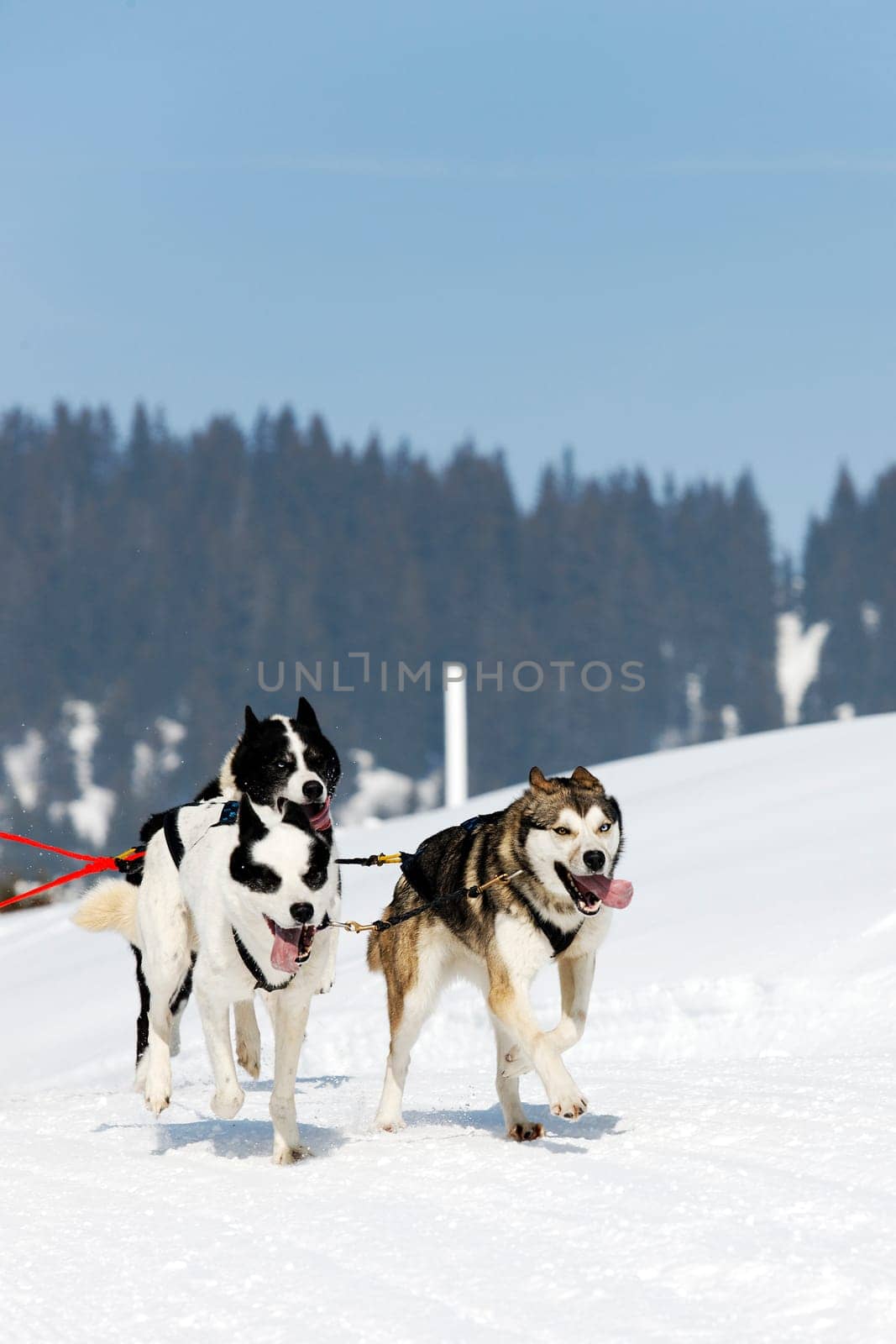 dog race on alpine mountain in winter