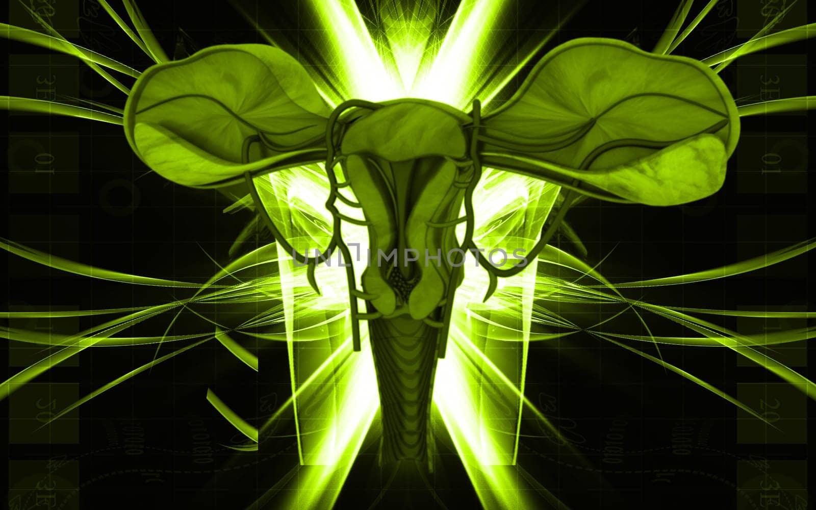 Digital illustration of Uterus in colour background