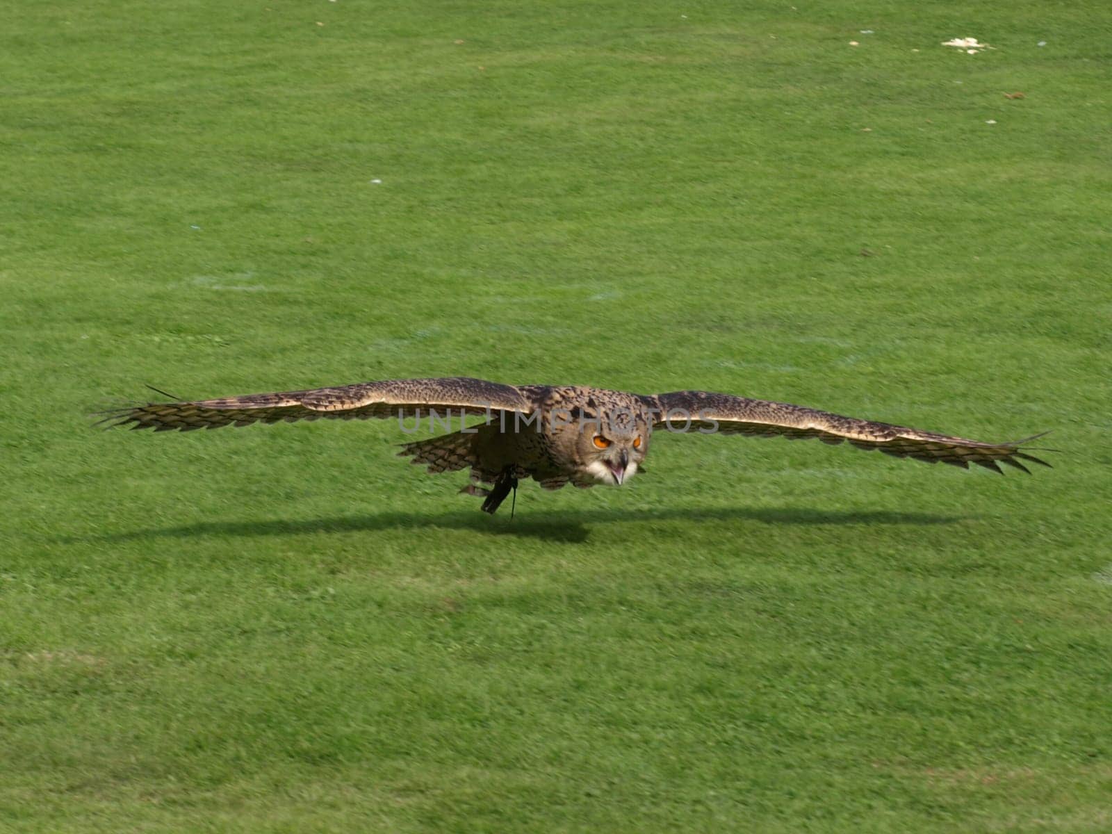 Eagle owl