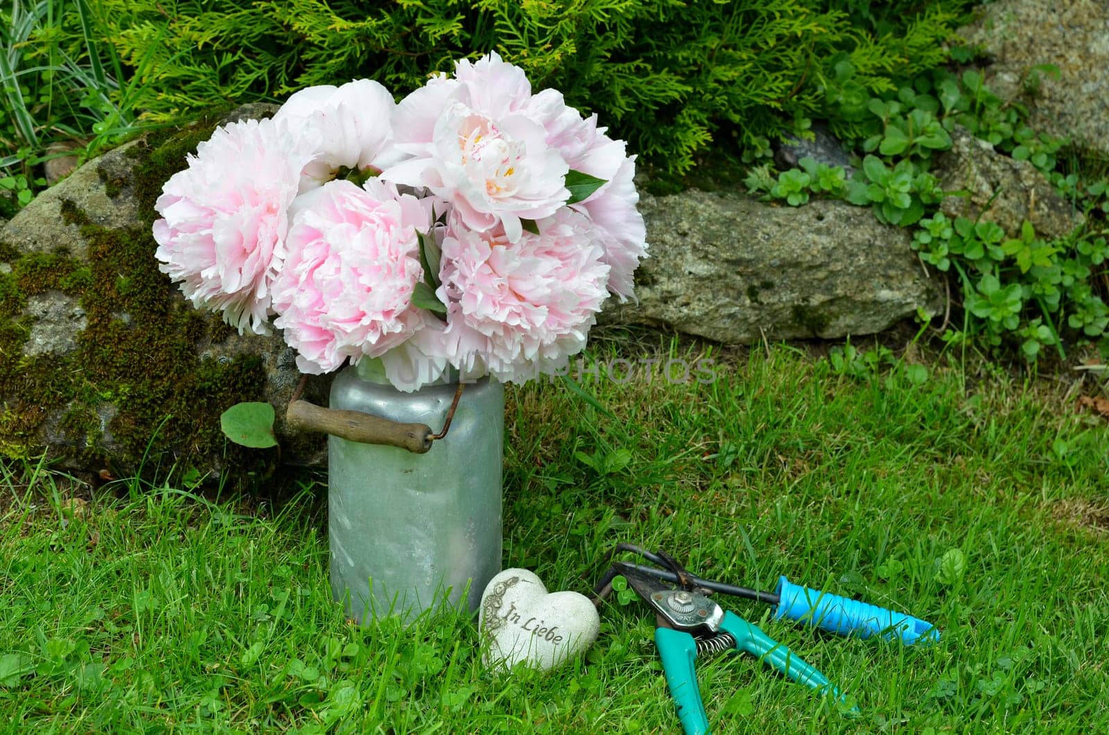 pink peonies in the garden