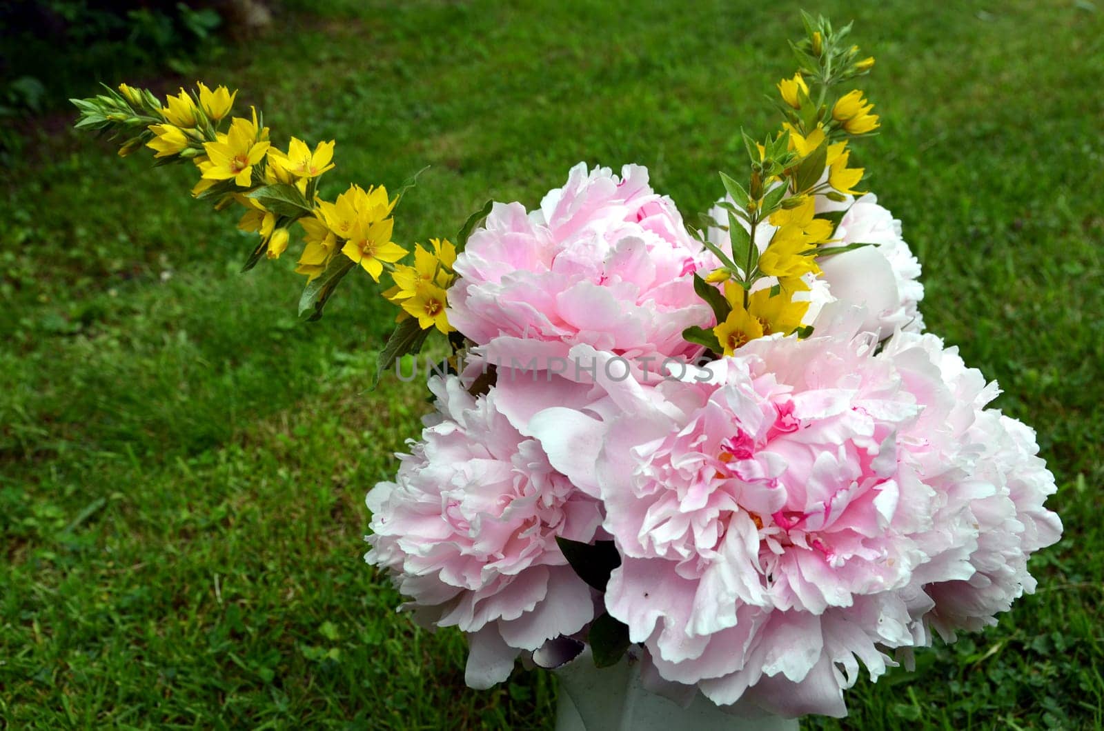 pink peonies in the garden