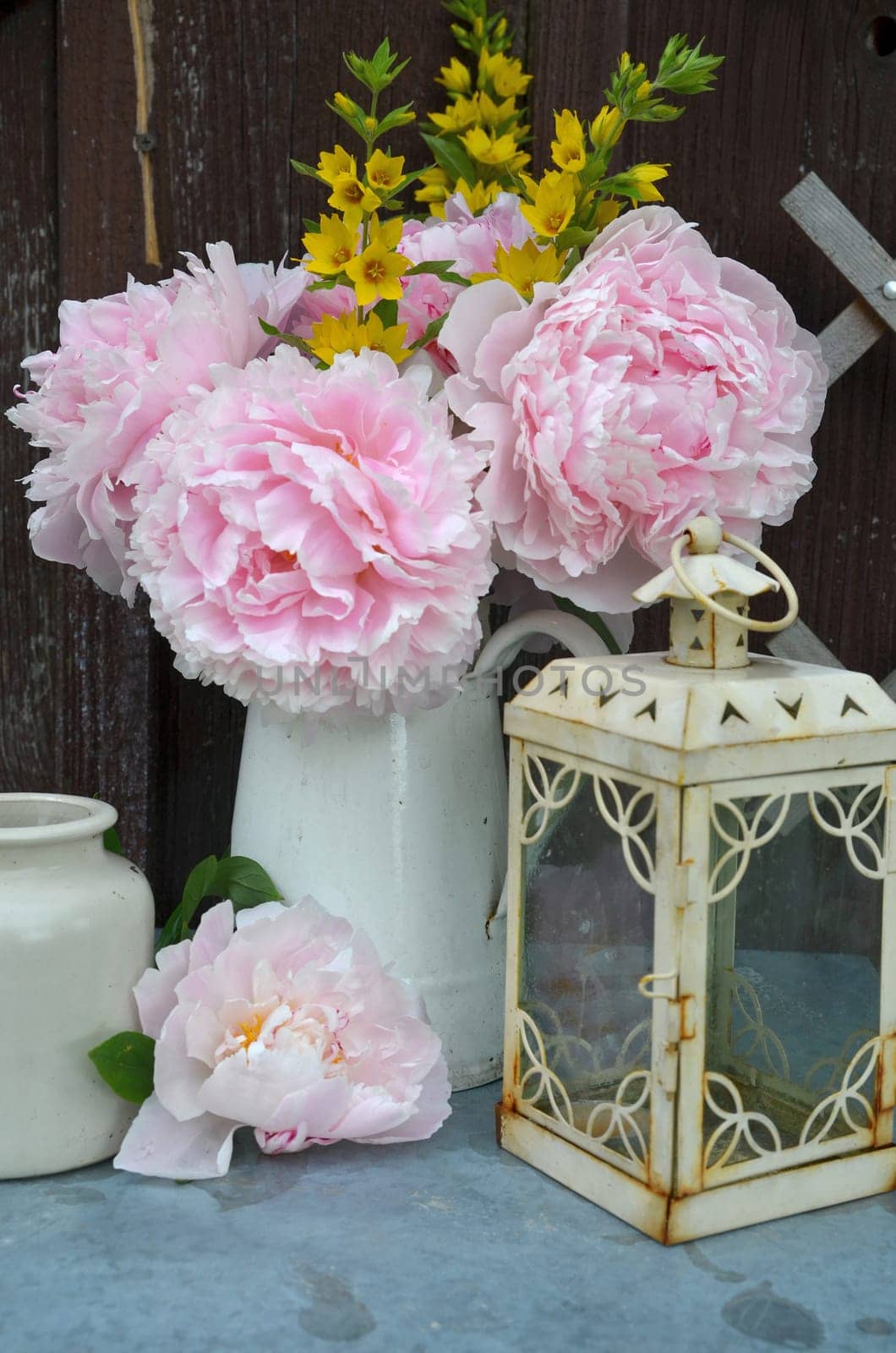 pink peonies in the garden
