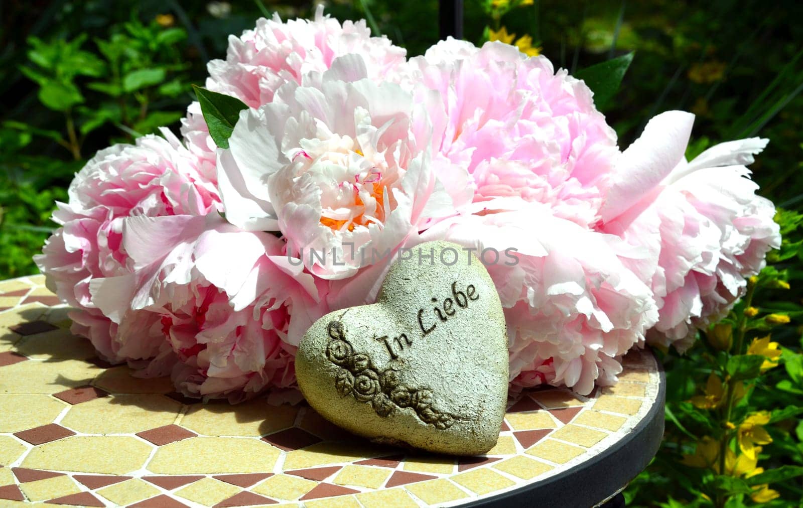 pink peonies in the garden