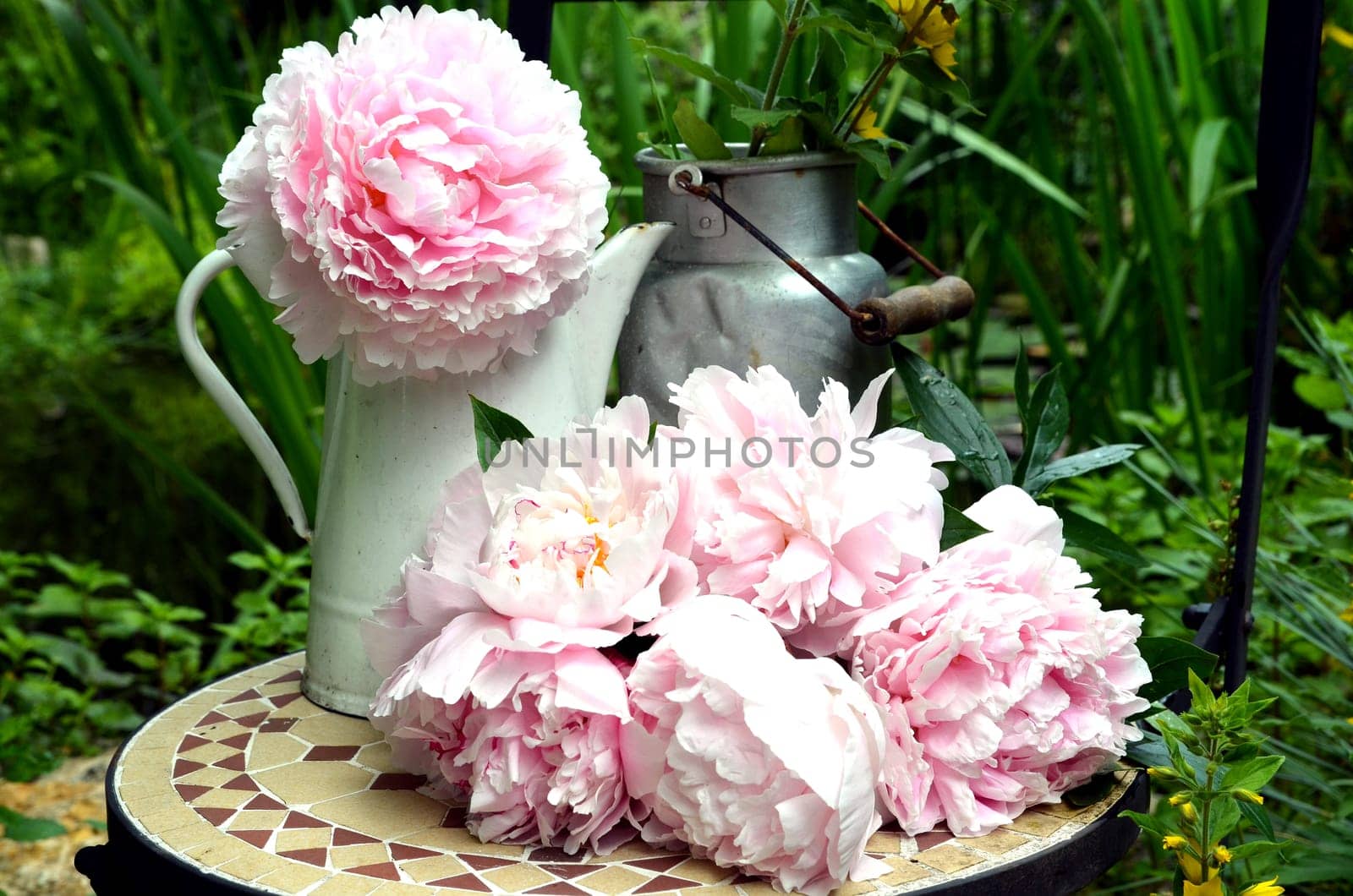 pink peonies in the garden
