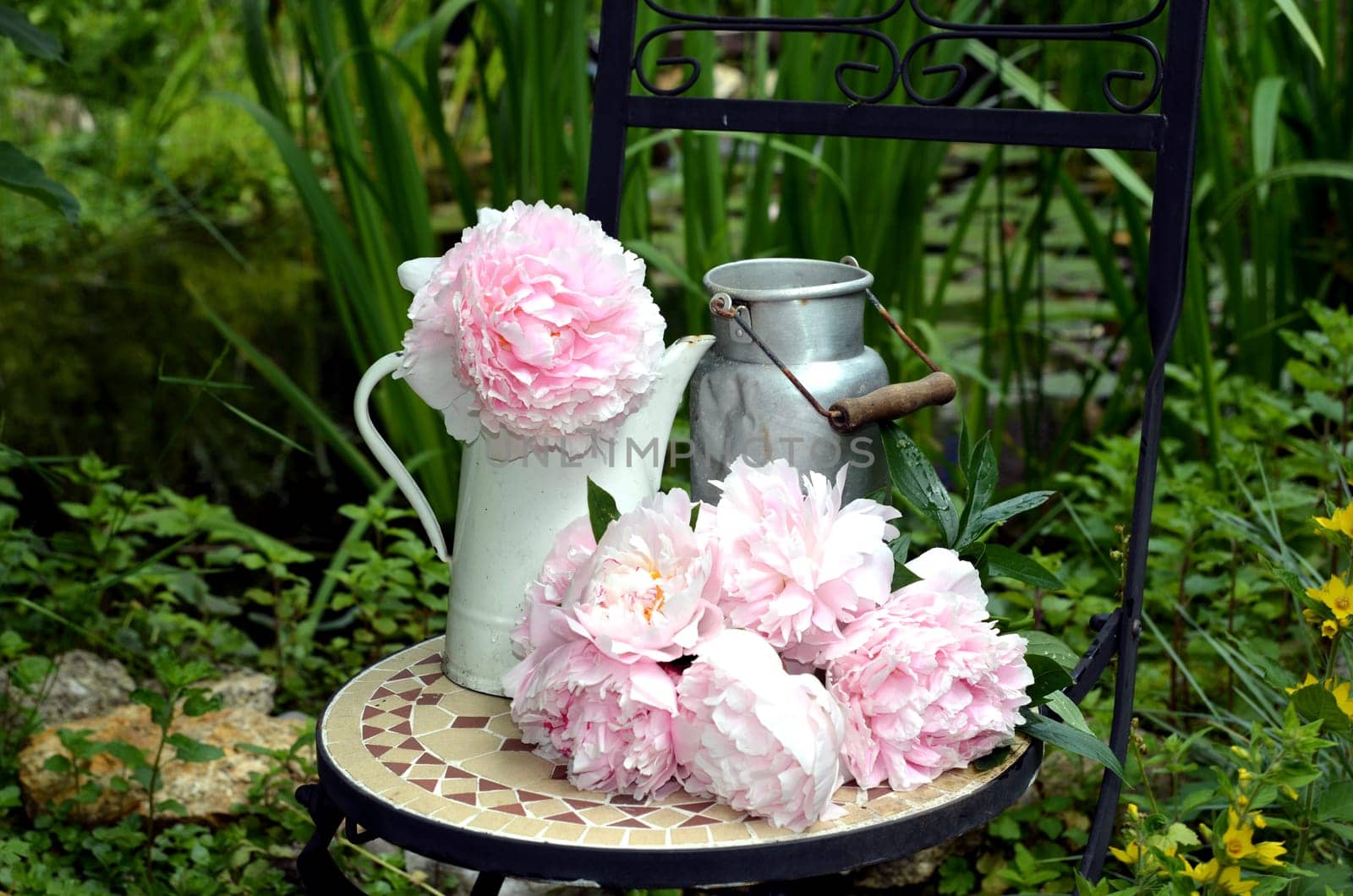 pink peonies in the garden