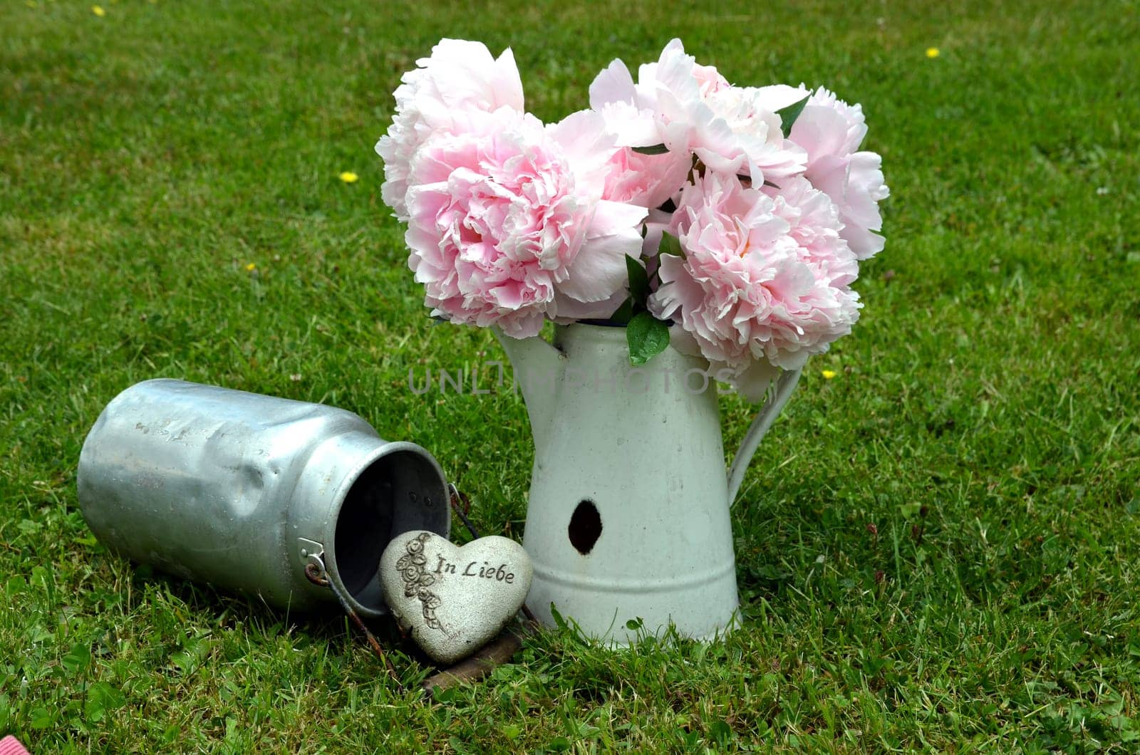 pink peonies in the garden