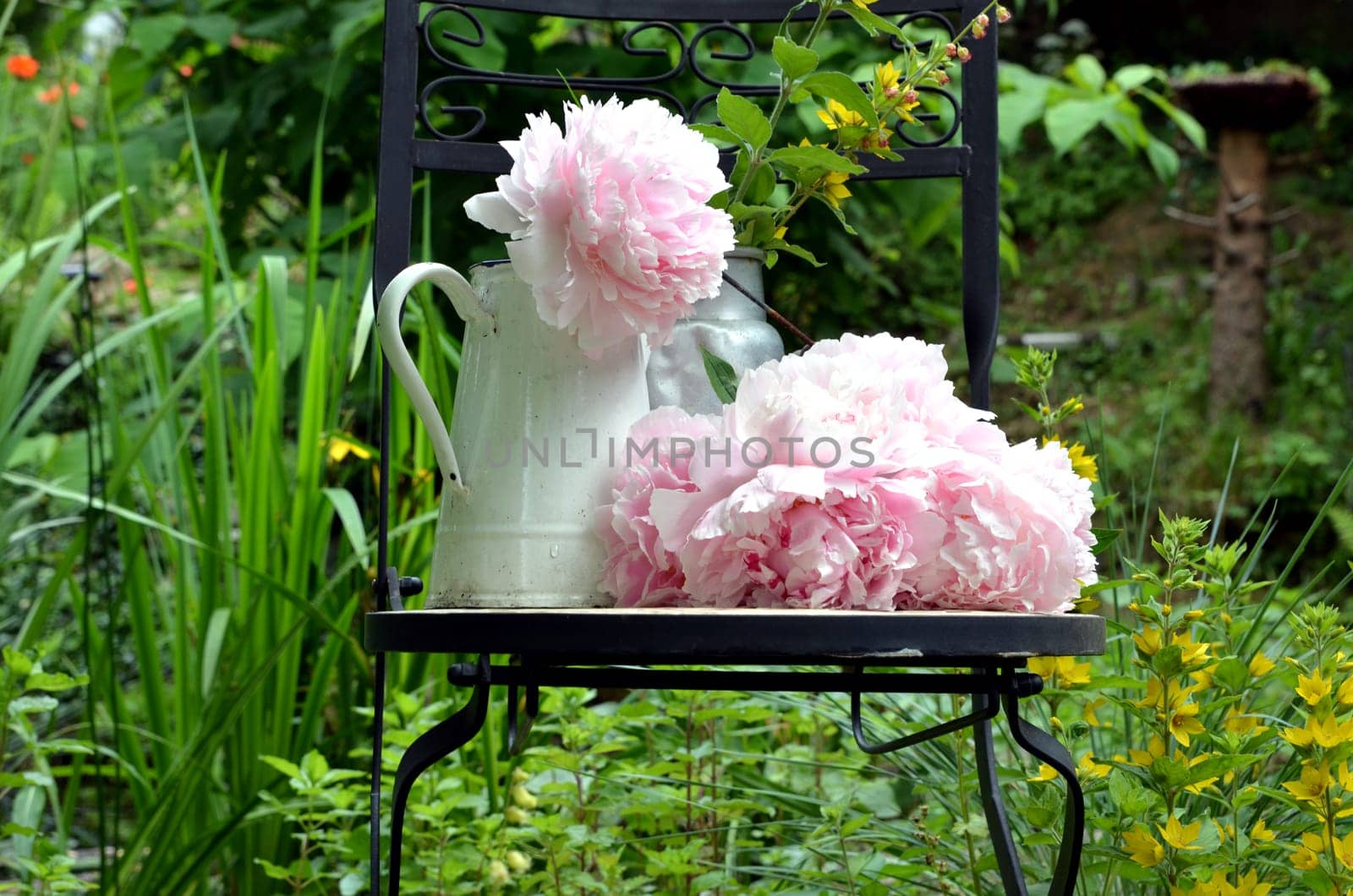 pink peonies in the garden
