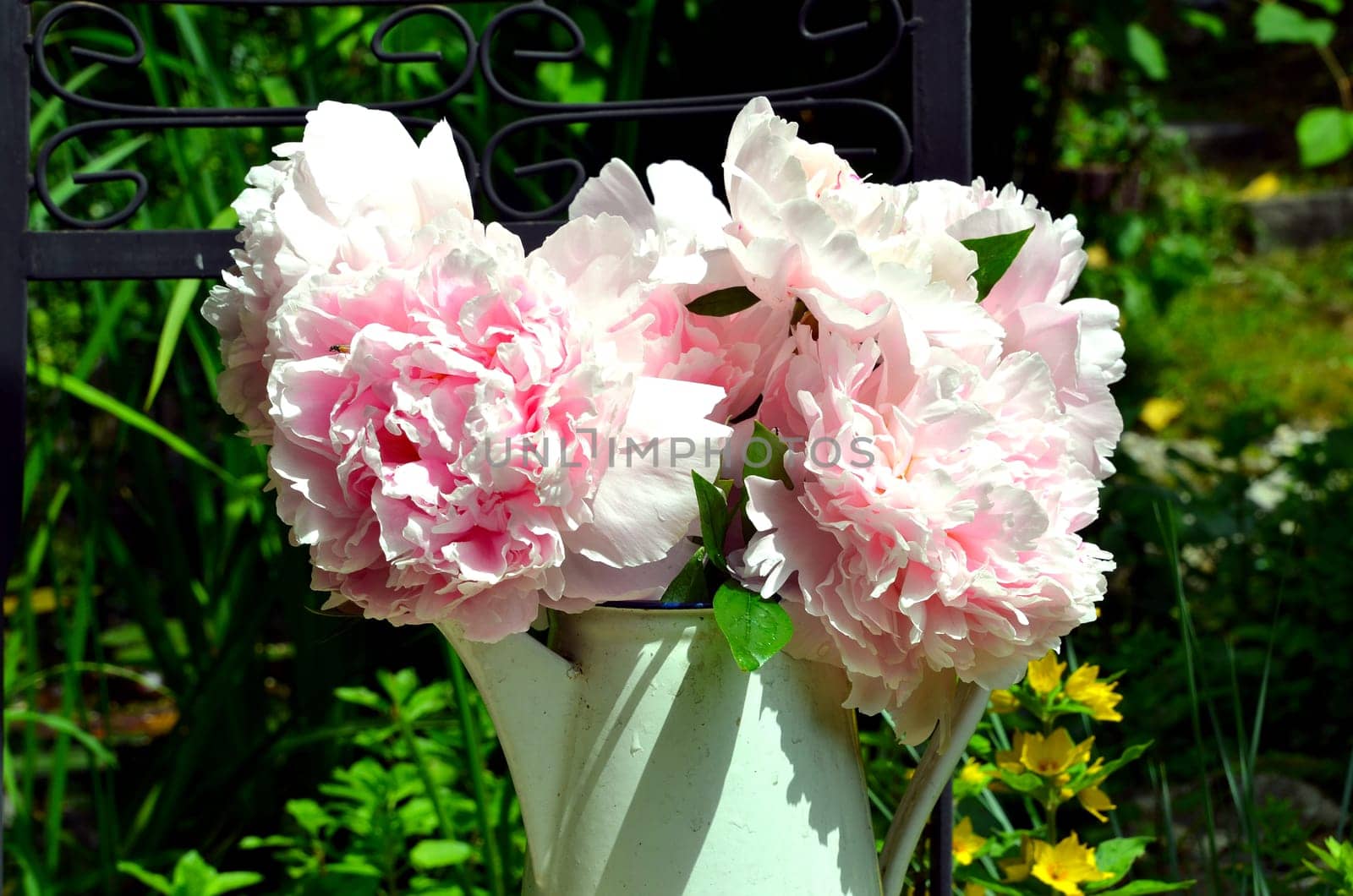 pink peonies in the garden
