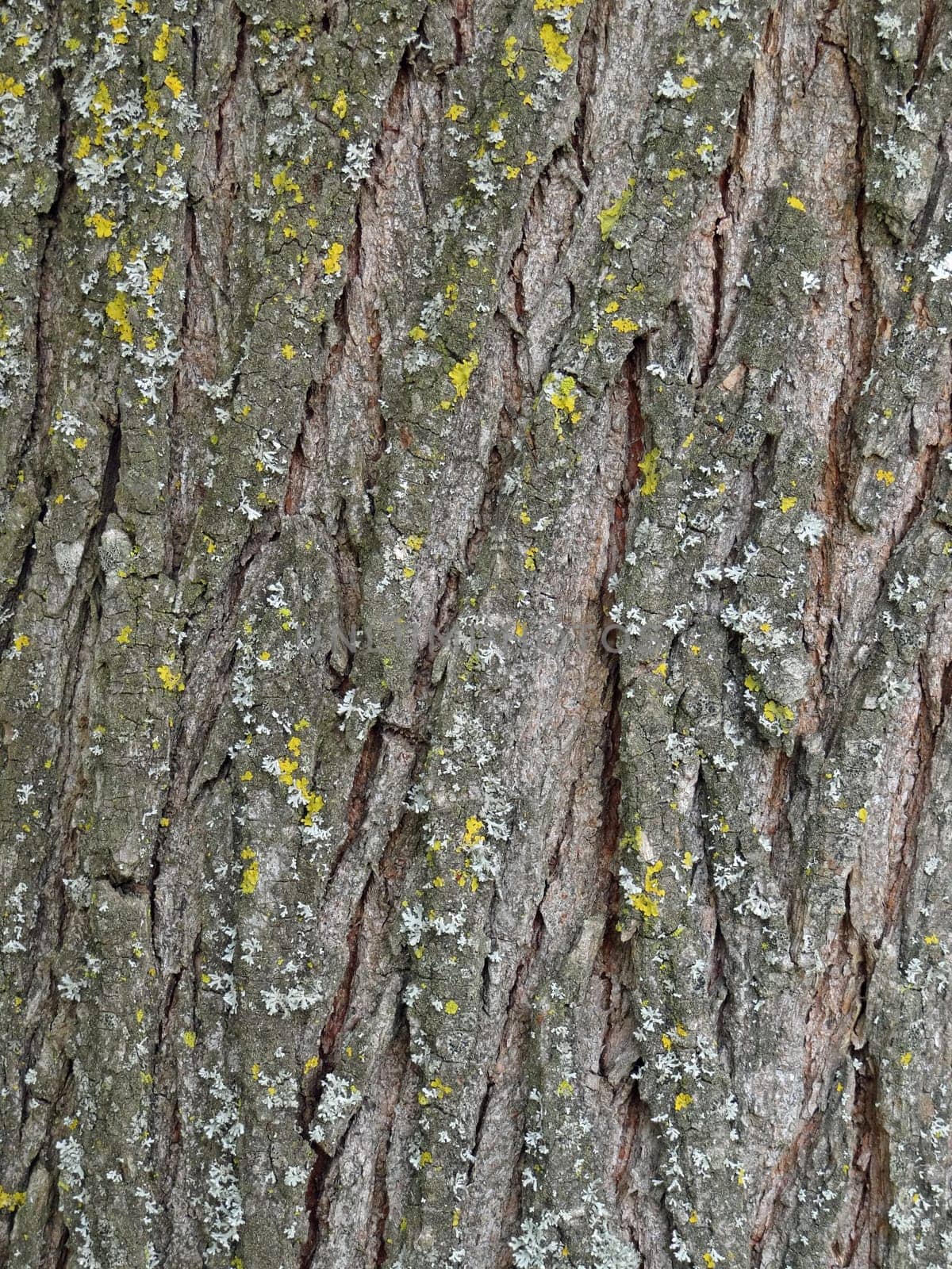 tree bark