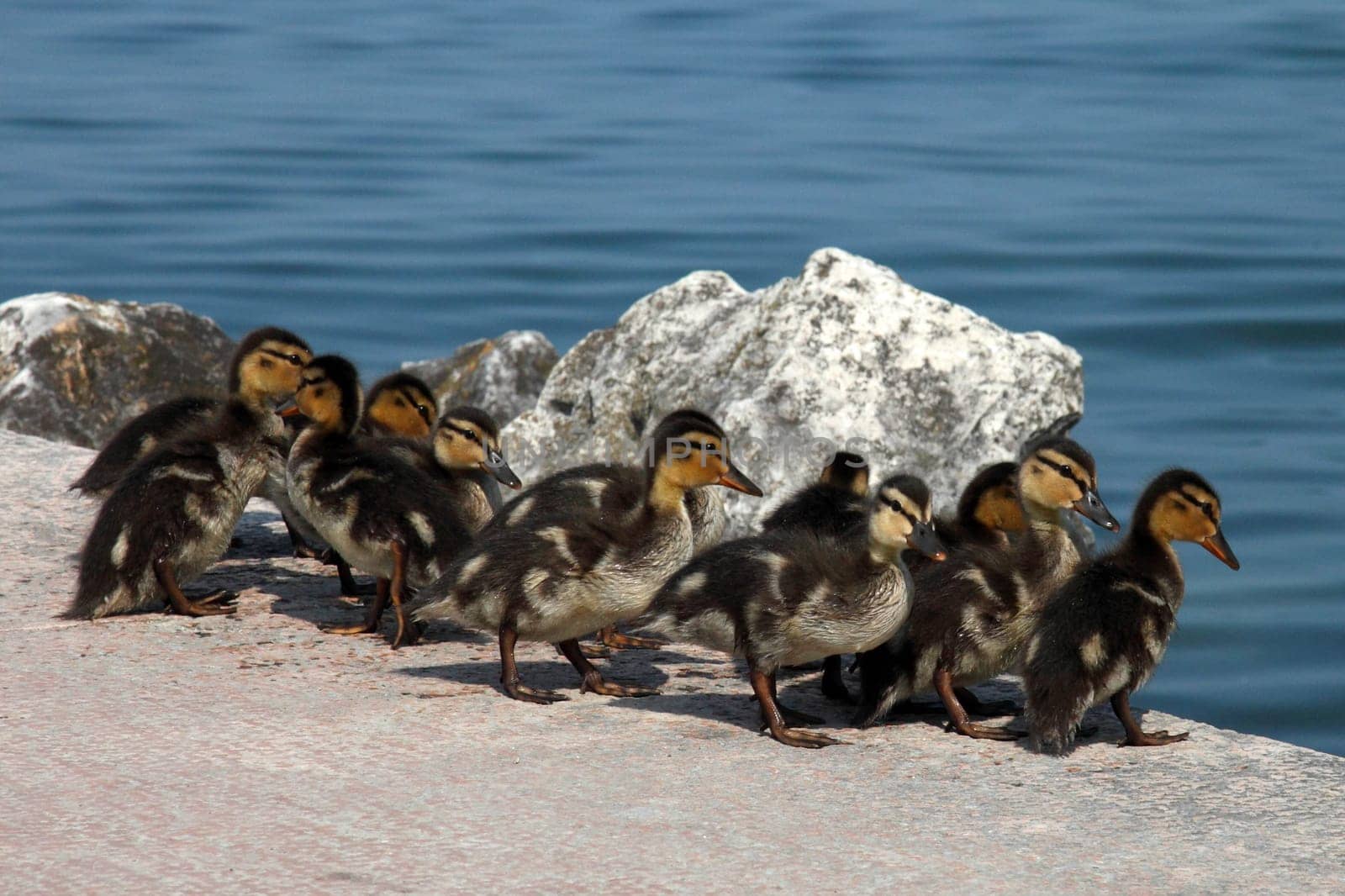 Mallard ducklings on their way to the water