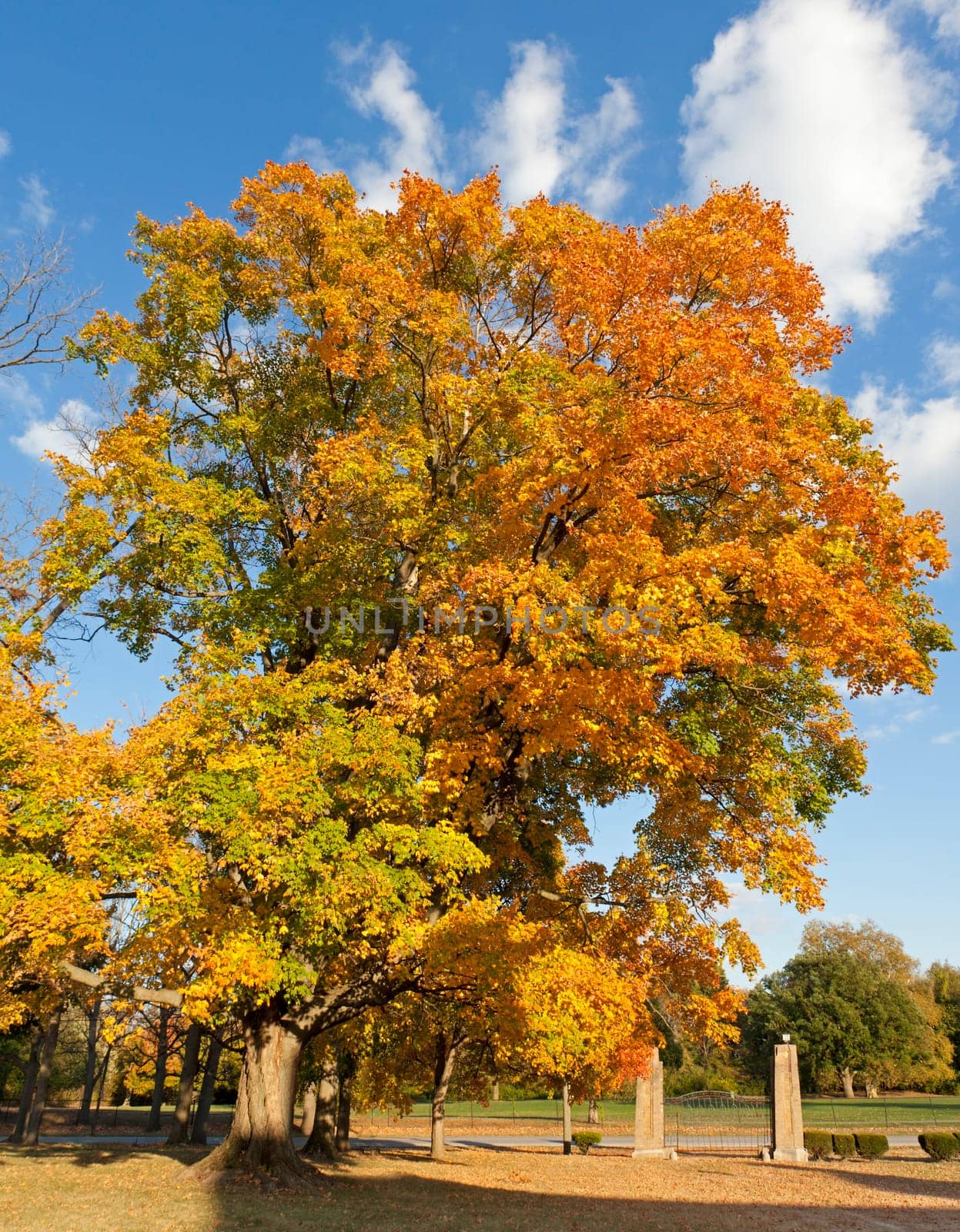 Image of a large tree in fall changing colors