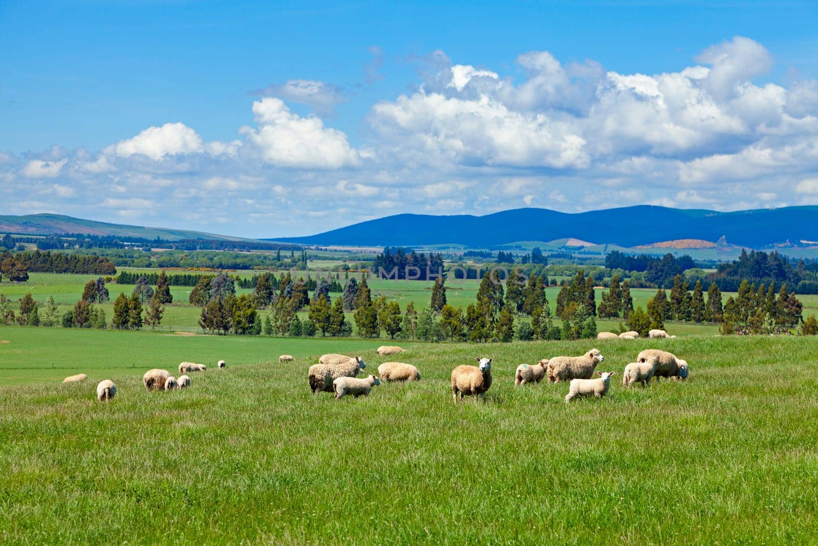 Image of sheep grazing in the fields of New Zealand