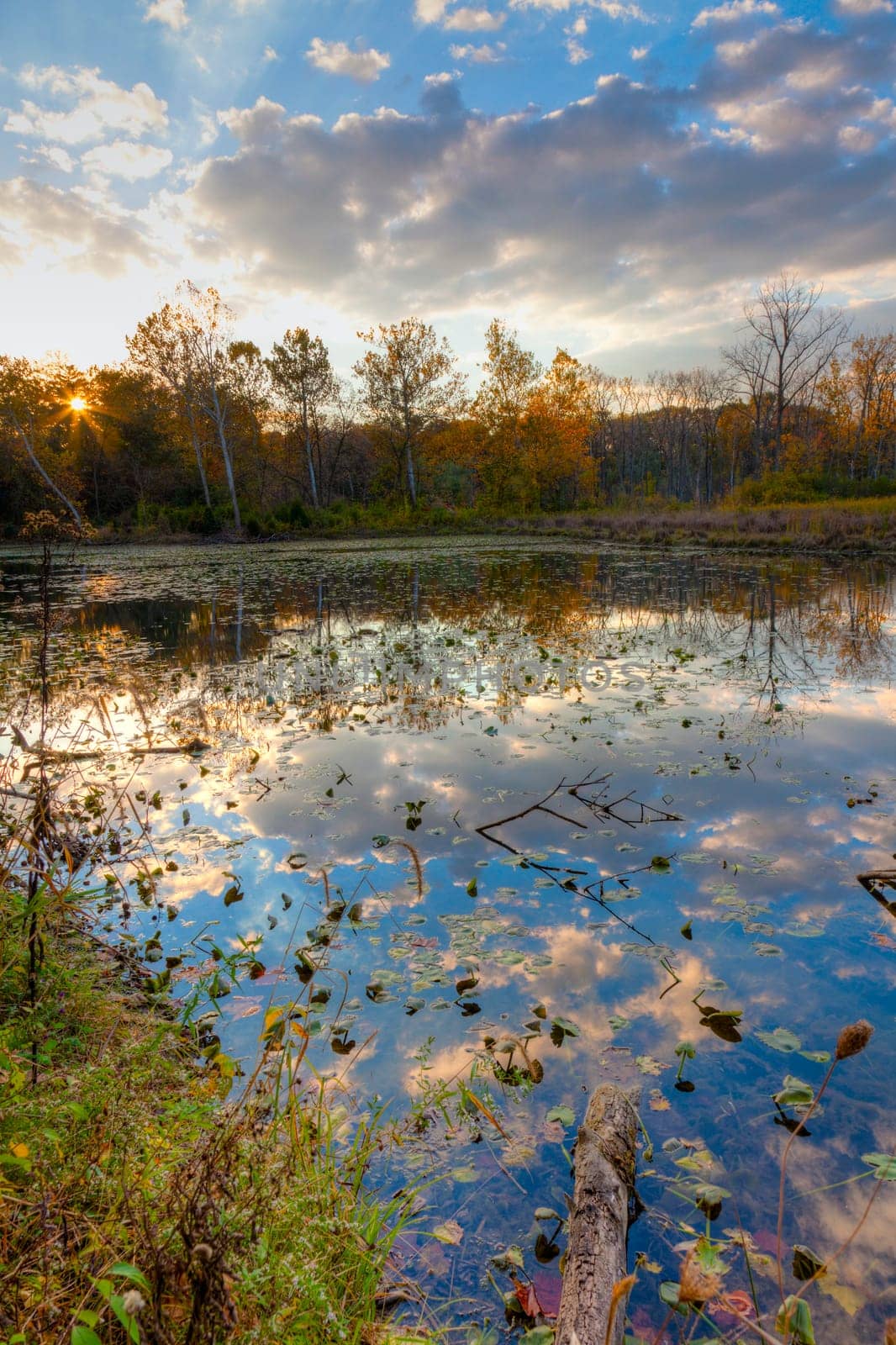 View of autumn leaves floating on the surface of a pond