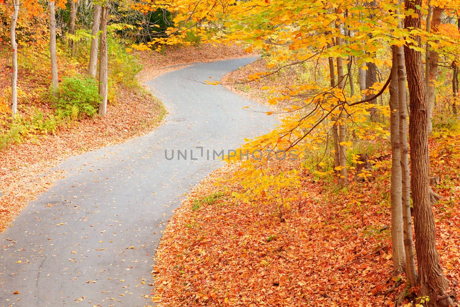 Winding alley in the fall park in Indiana