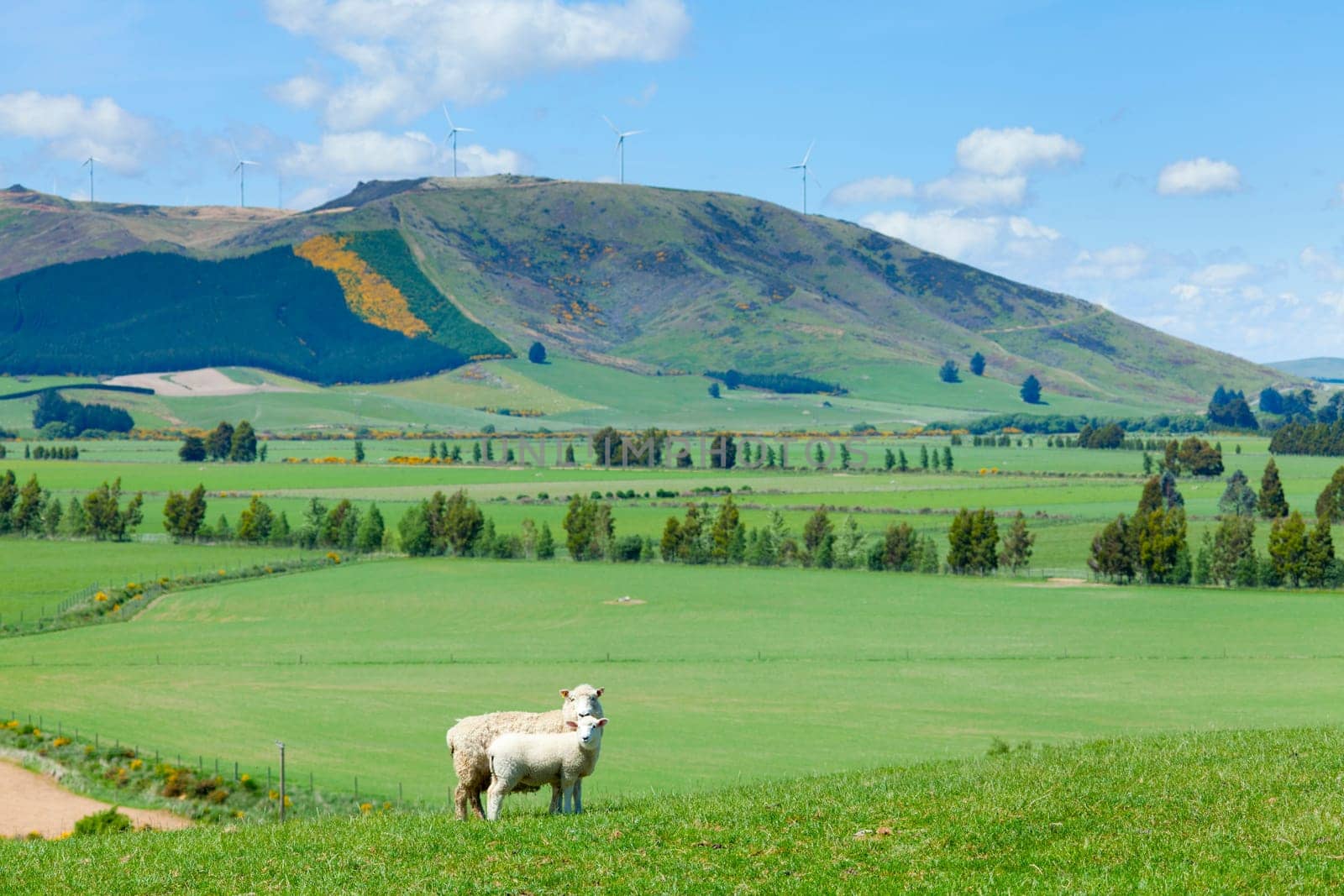 Image of sheep grazing in the fields of New Zealand