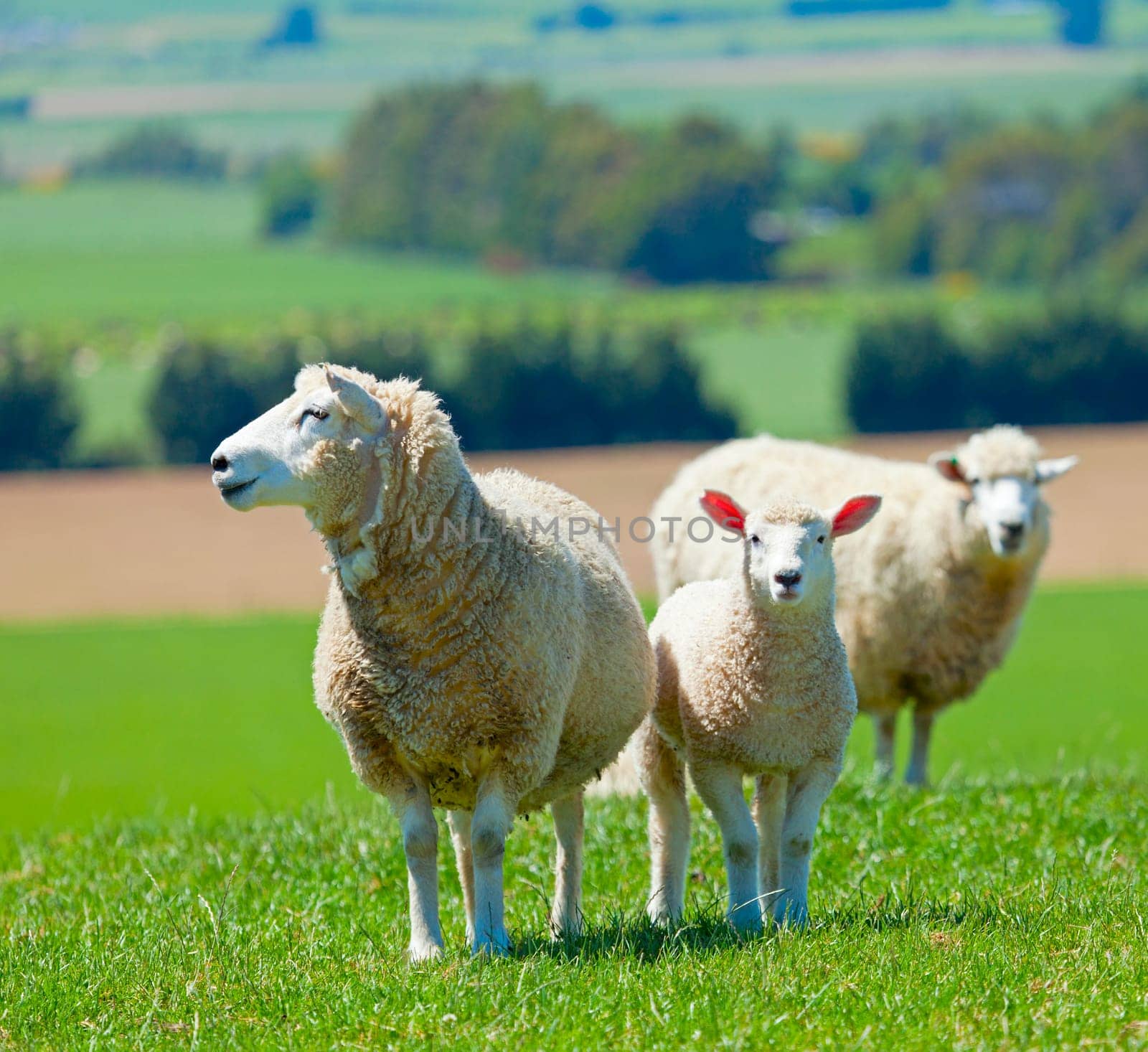 Image of sheep grazing in the fields of New Zealand