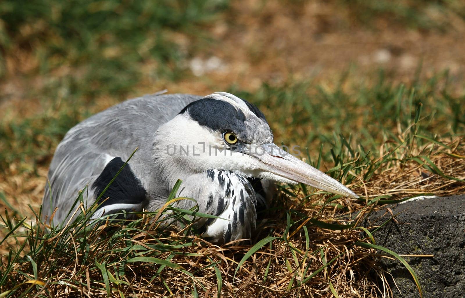 Grey HeronPortrait