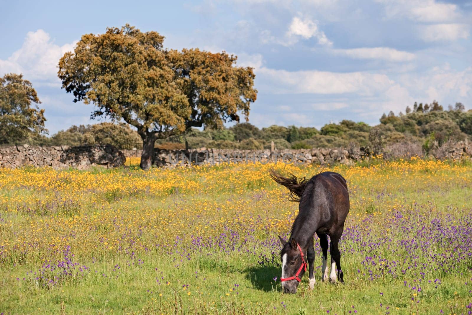 Nice horse grazing in a meadow full of flowers